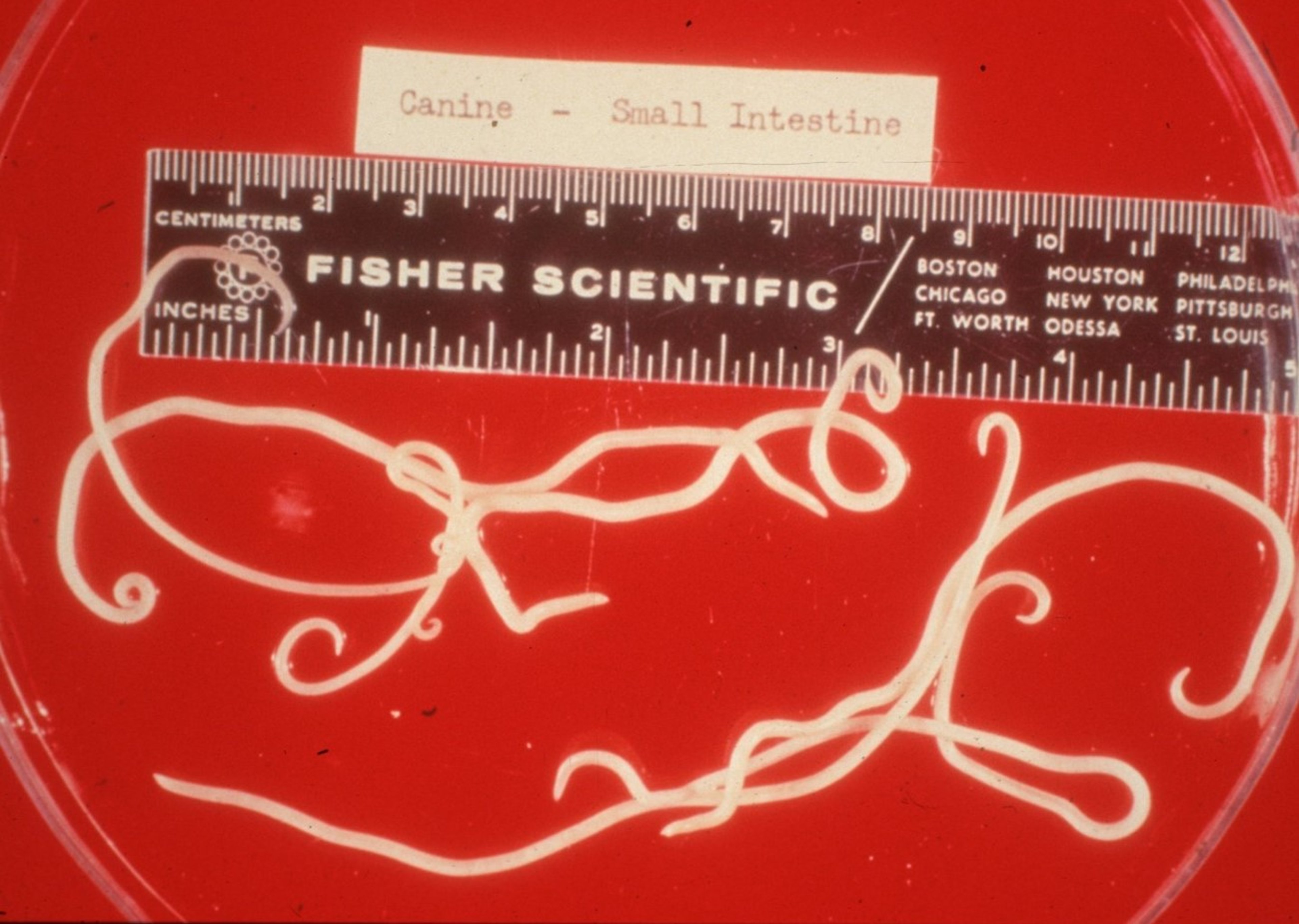 Adult<i > Toxocara canis</i>, small intestine, dog