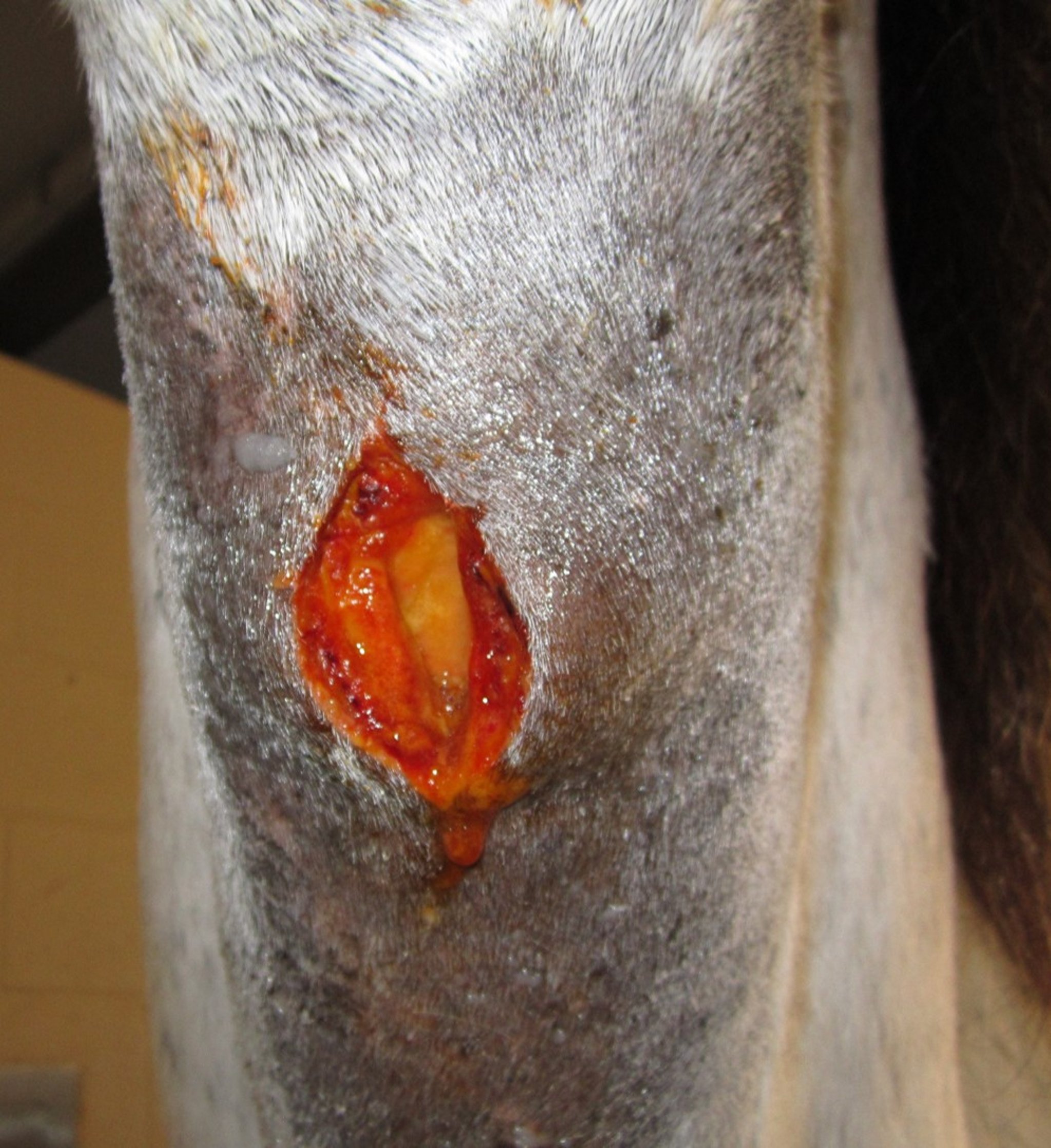 Tracheotomy incision, horse