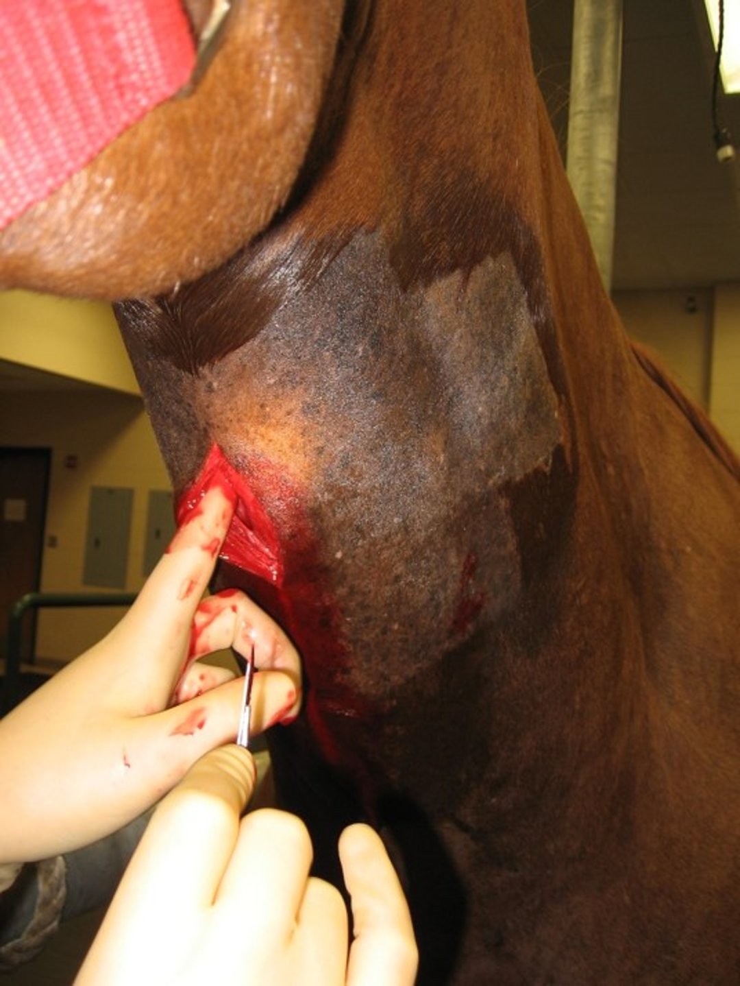 Tracheotomy incision, horse