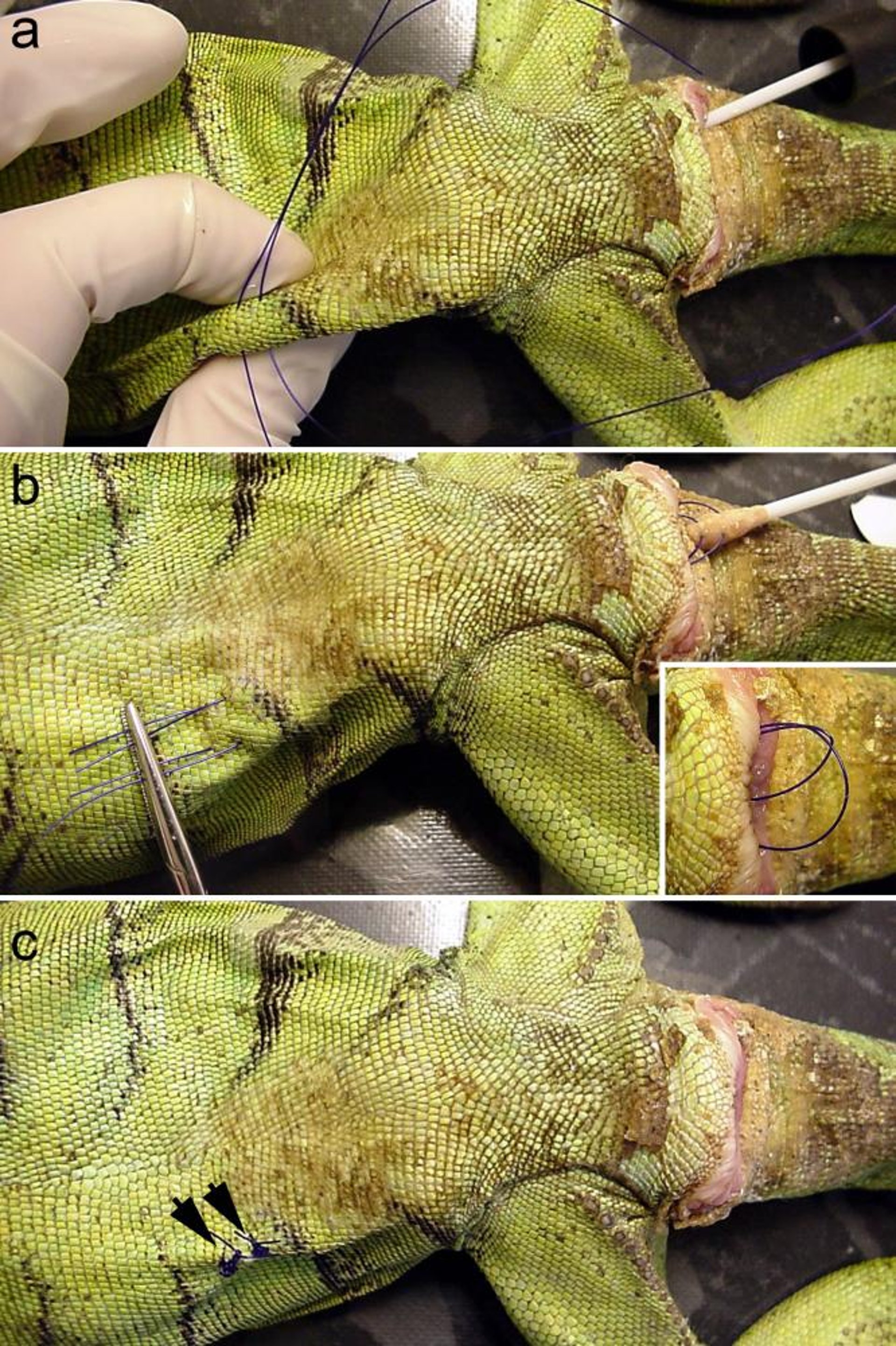 Transcutaneous cloacopexy, iguana