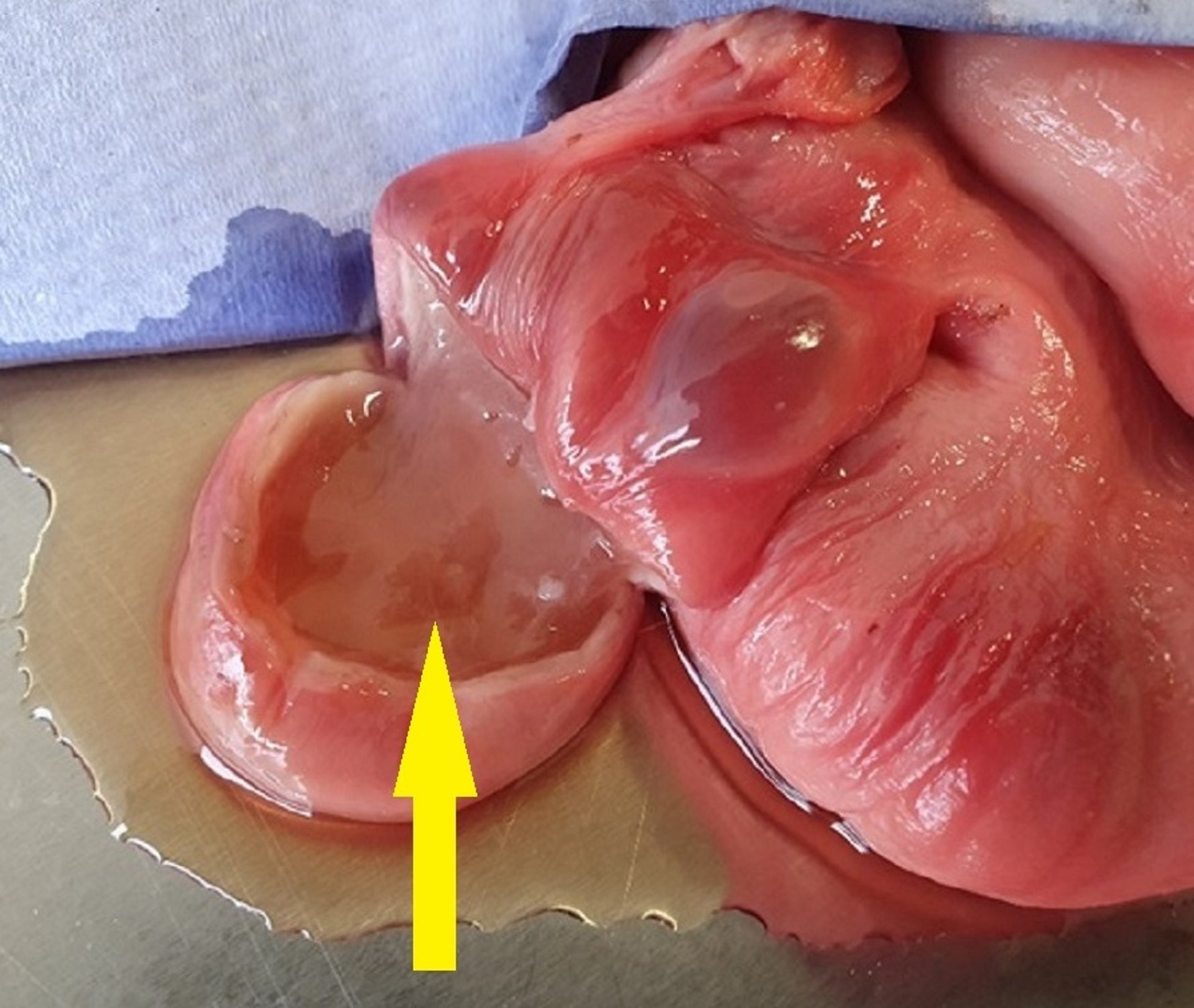 Transected follicular cyst, ovary, cow