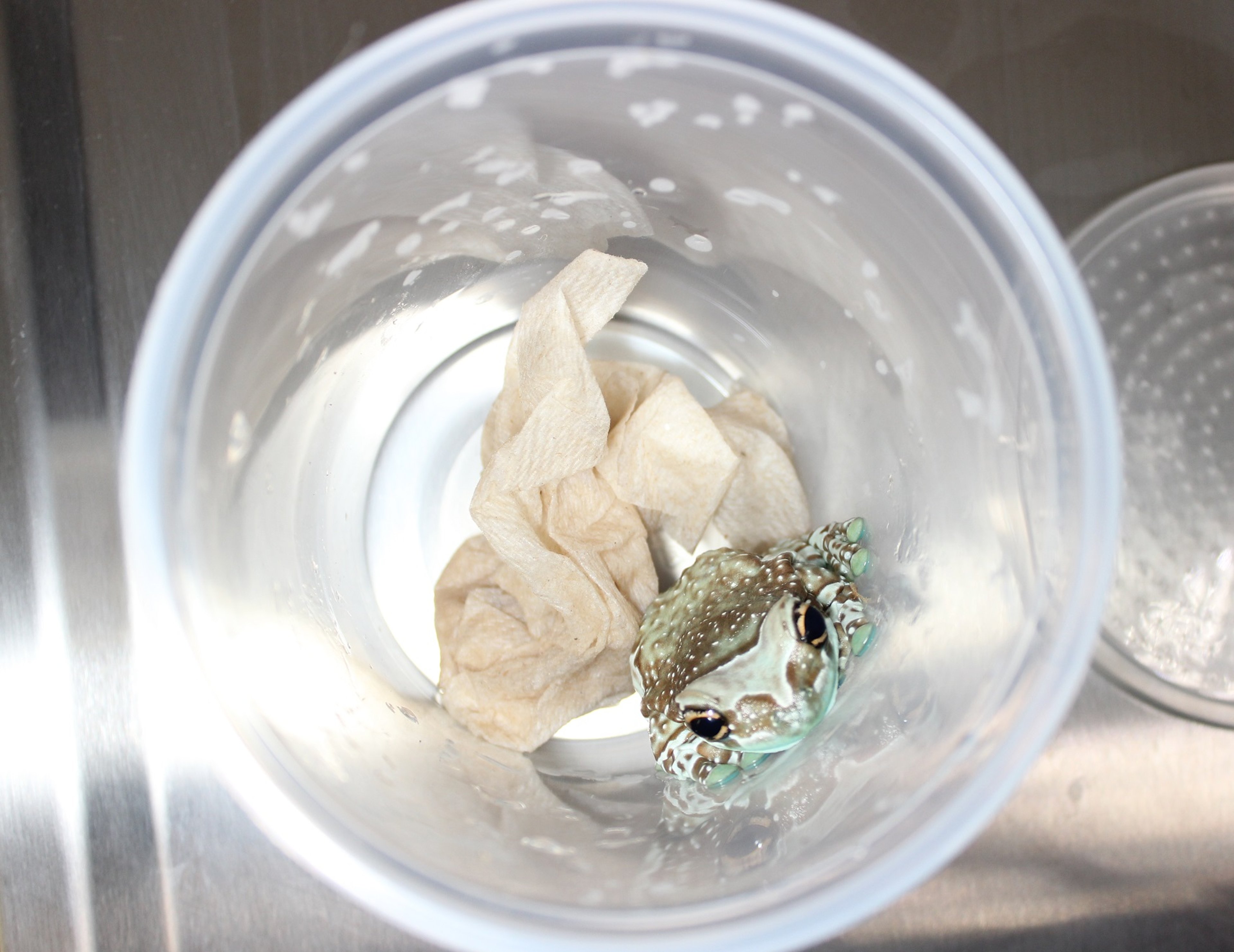 Transporting amphibians