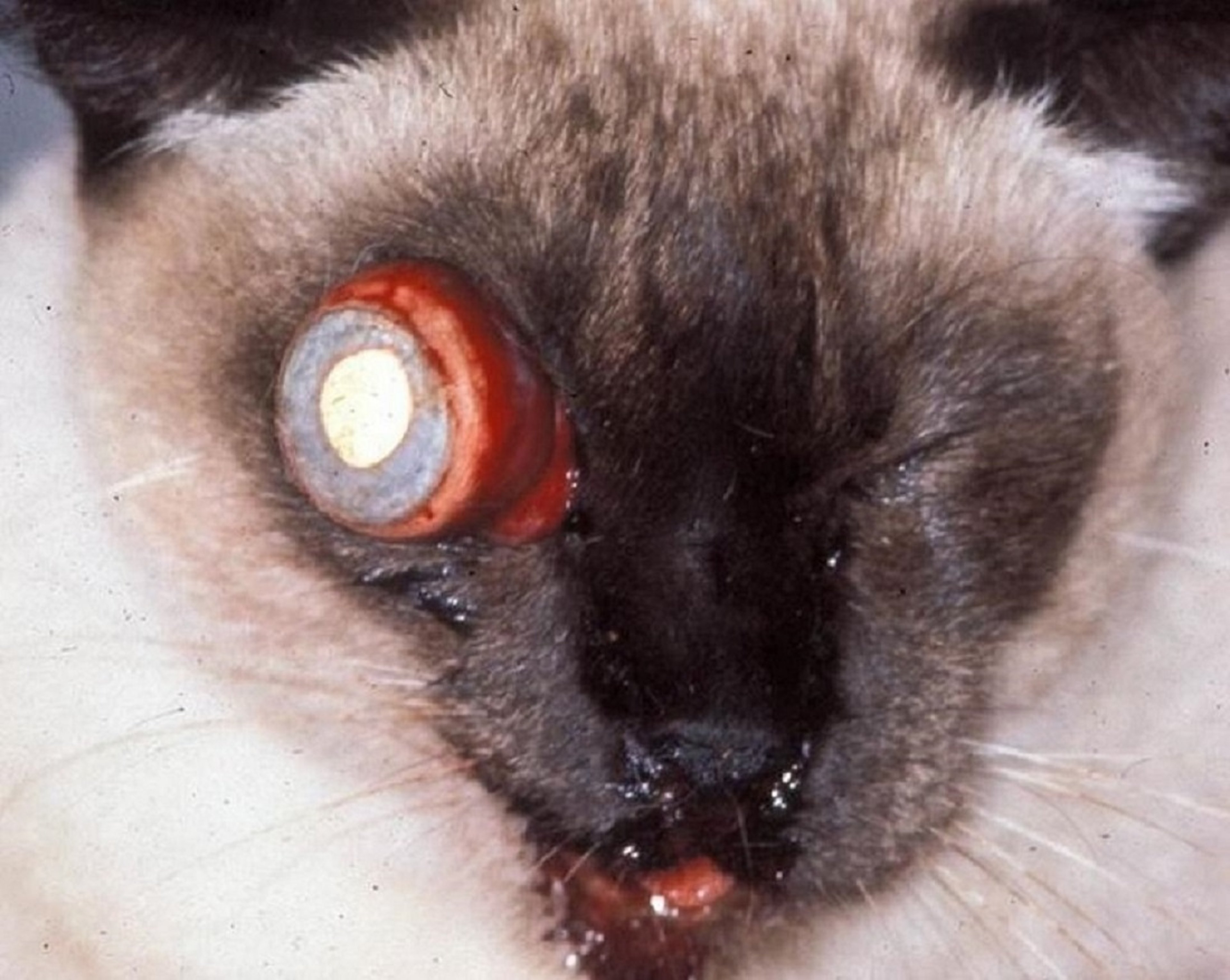 Traumatic proptosis, cat