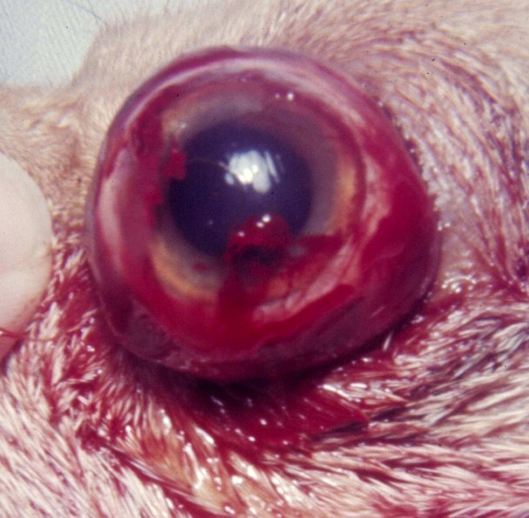 Traumatic proptosis, dog