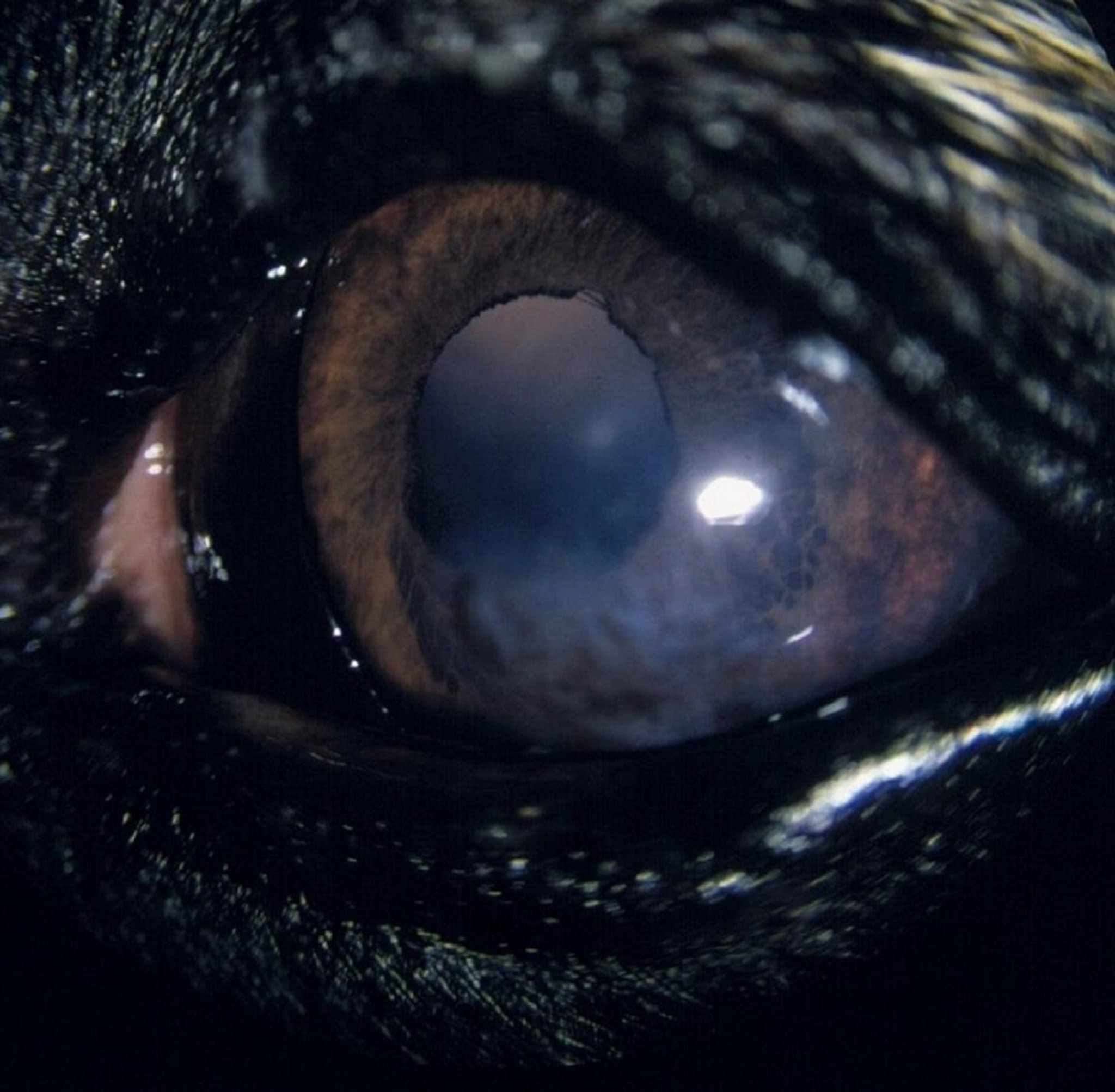 Treated chronic superficial keratitis (pannus), German Shepherd Dog