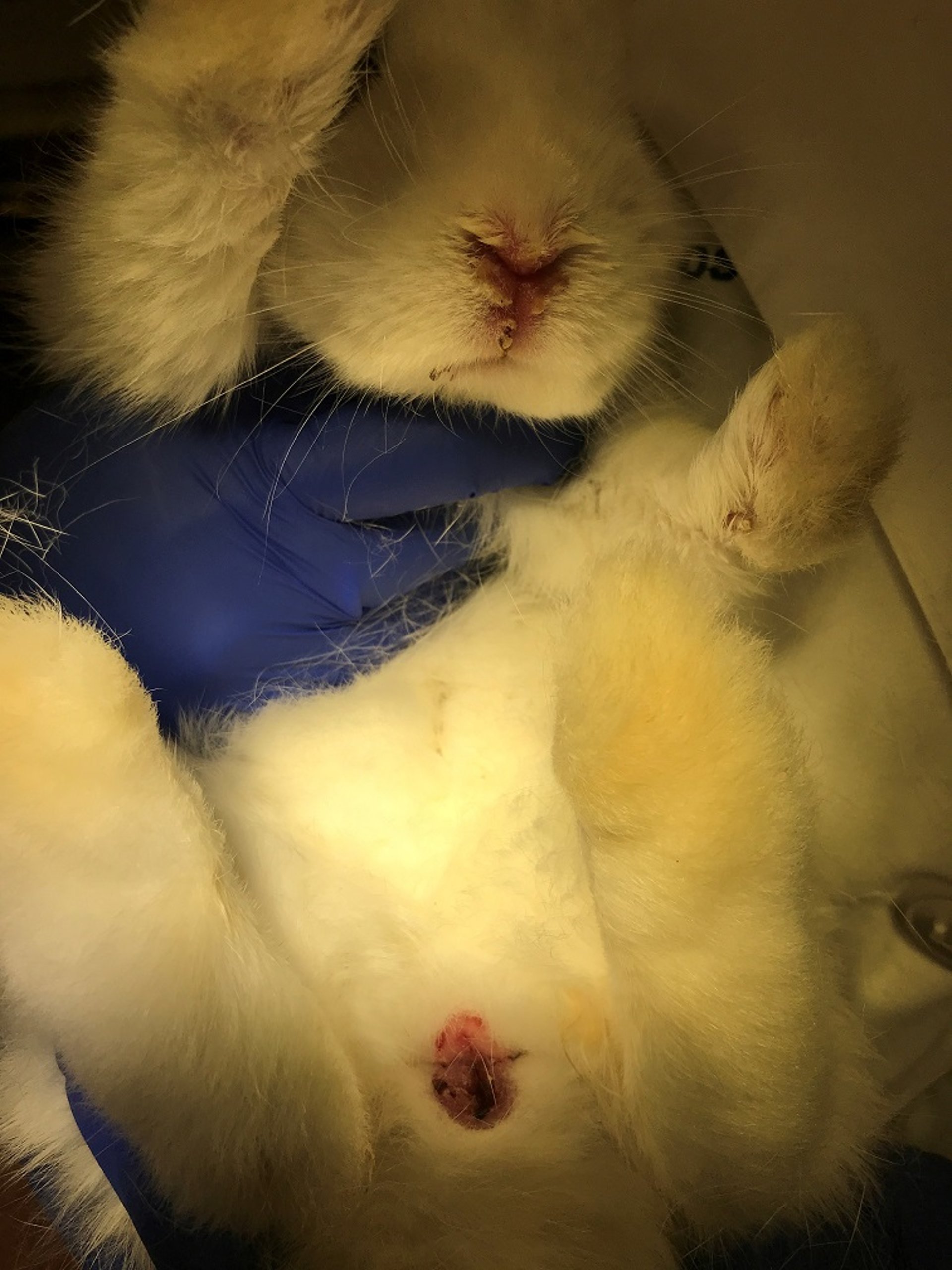 Cutaneous lesions typical of <i >Treponema paraluiscuniculi</i> infection, rabbit
