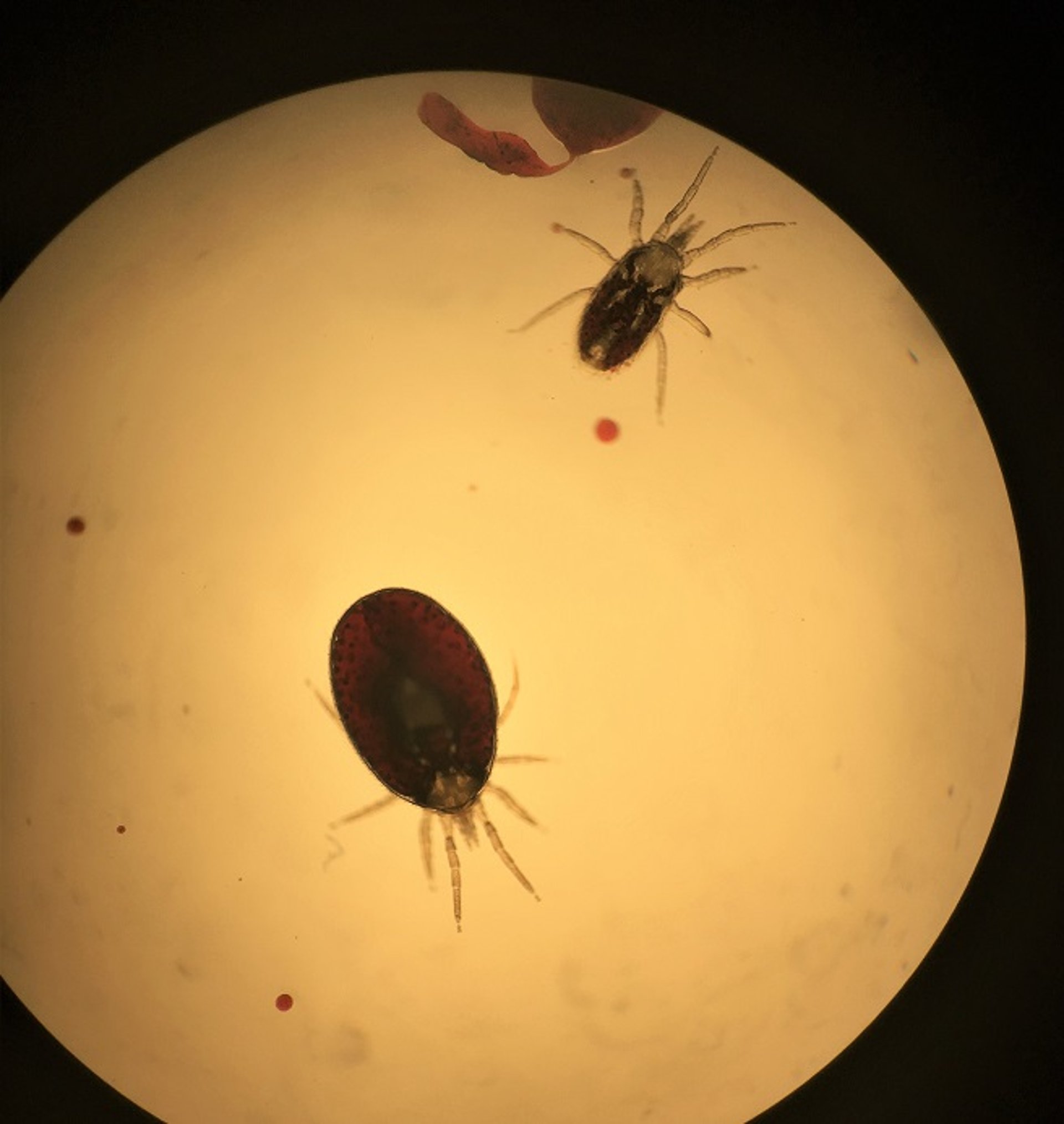 <i >Ornithonyssus bacoti</i>