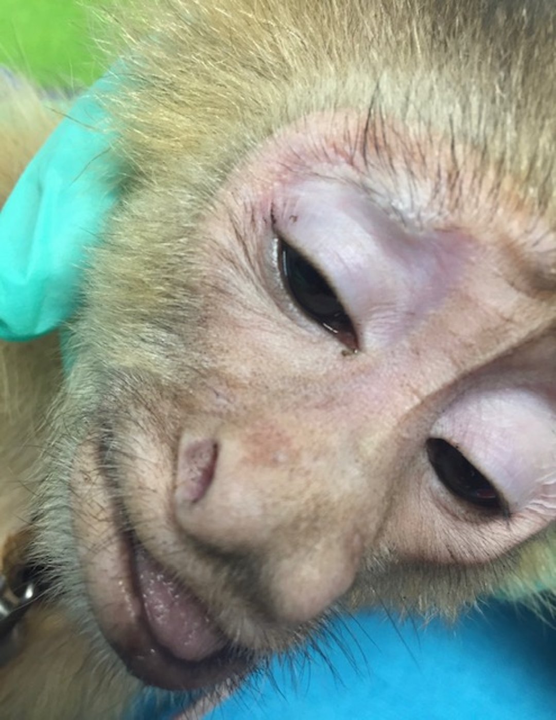 Tuberculosis test, primate