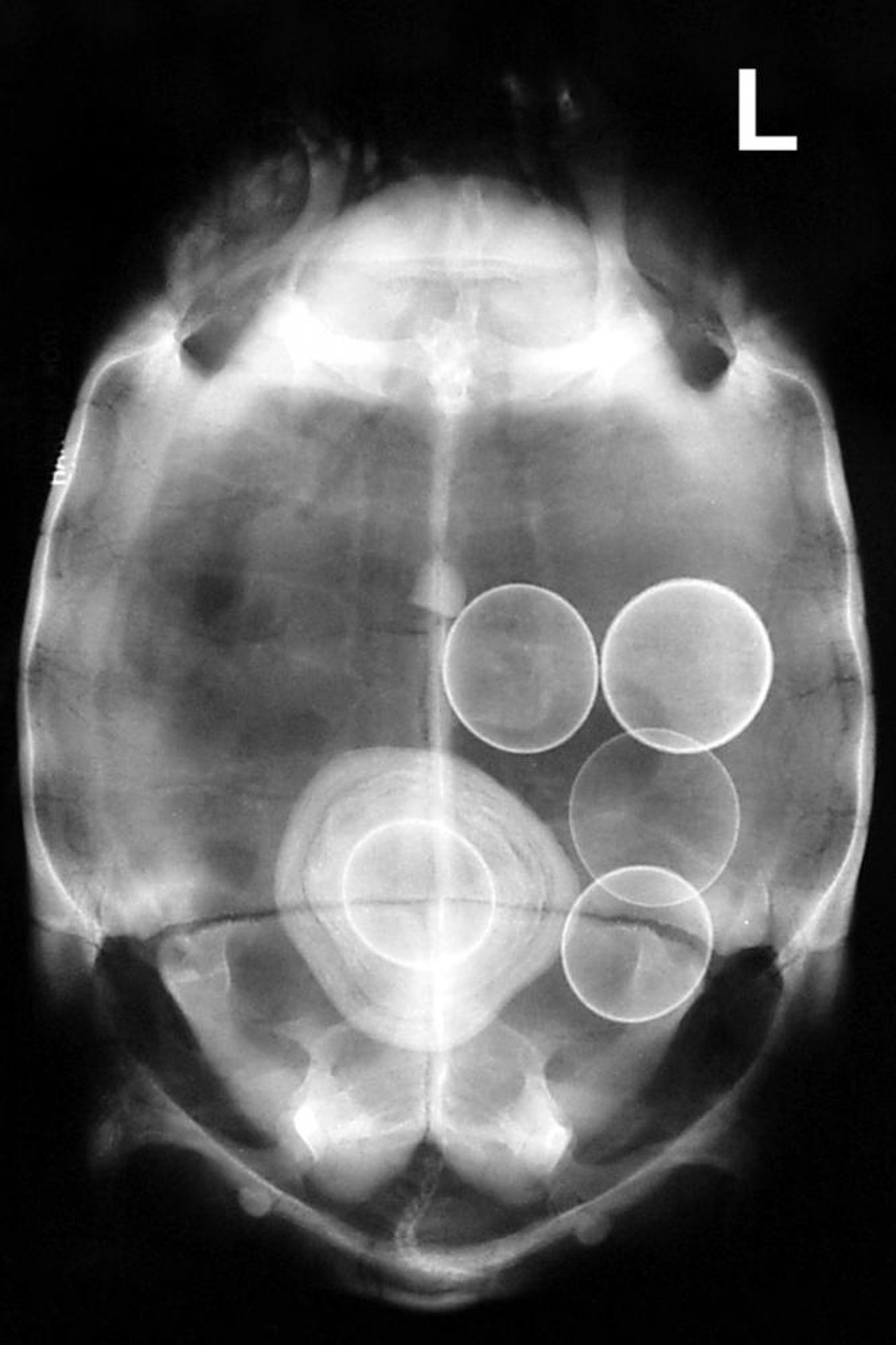 Turtle, radiograph