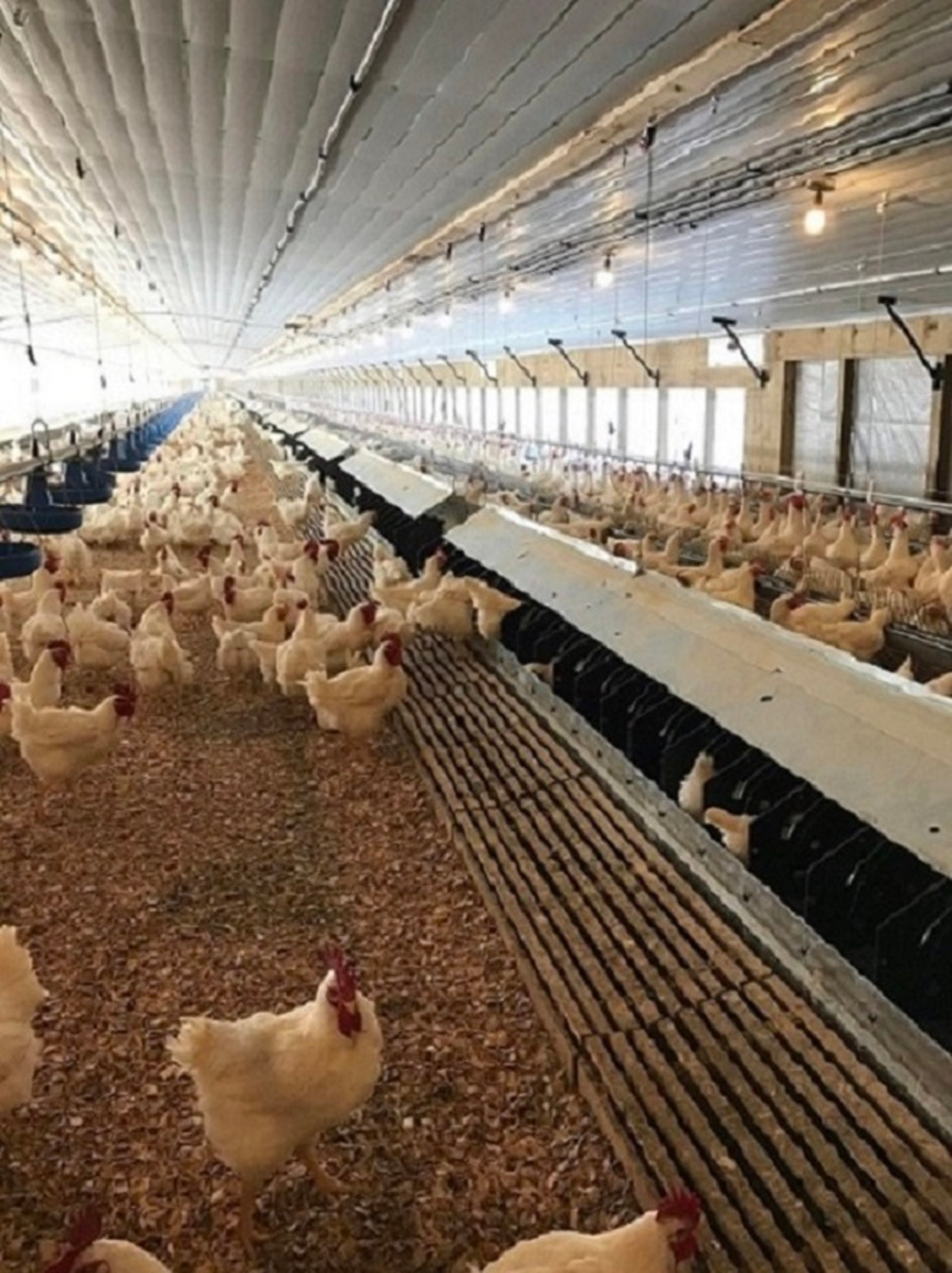 Typical broiler breeder house