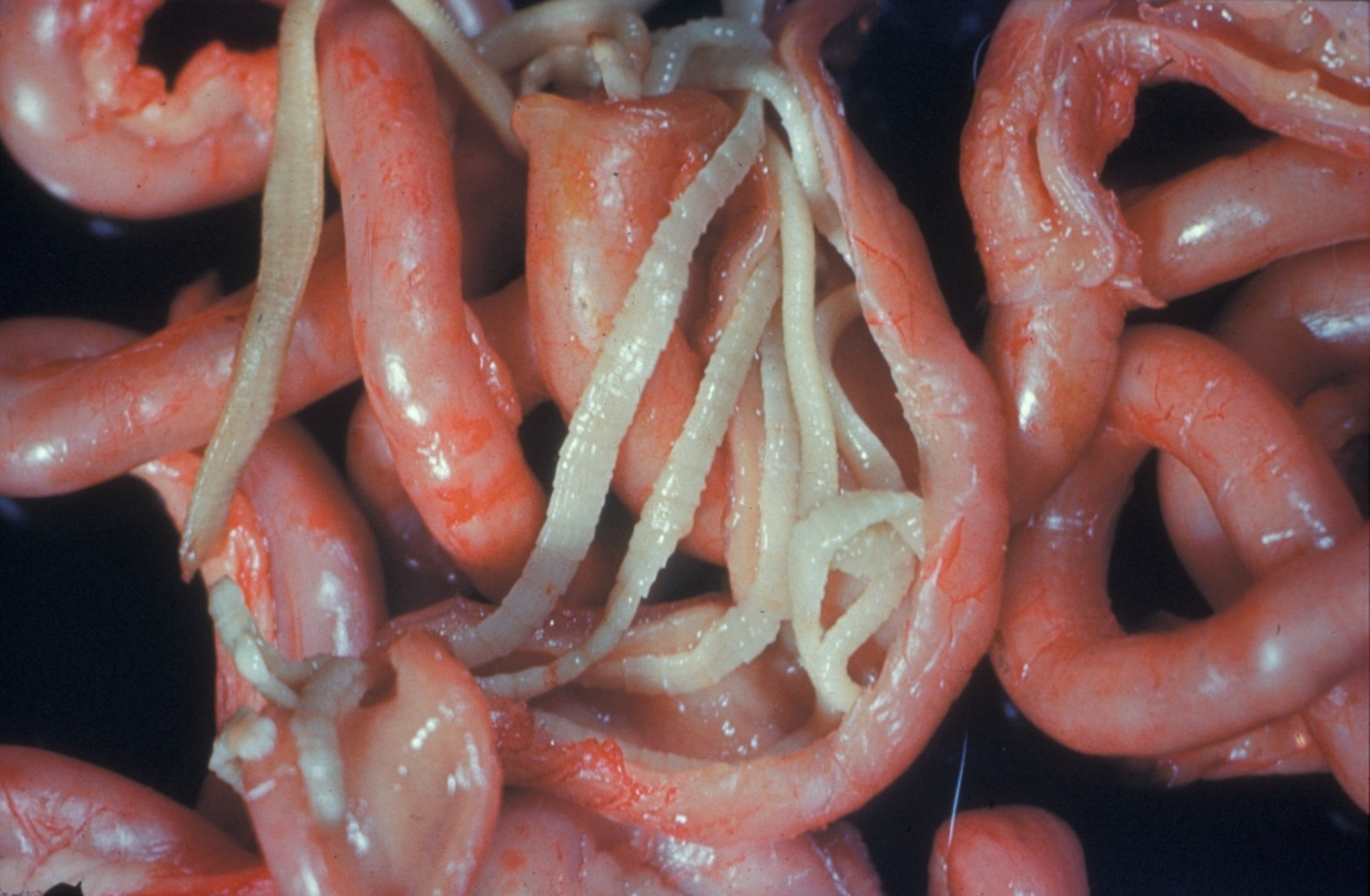 <i >Taenia</i> sp, gato