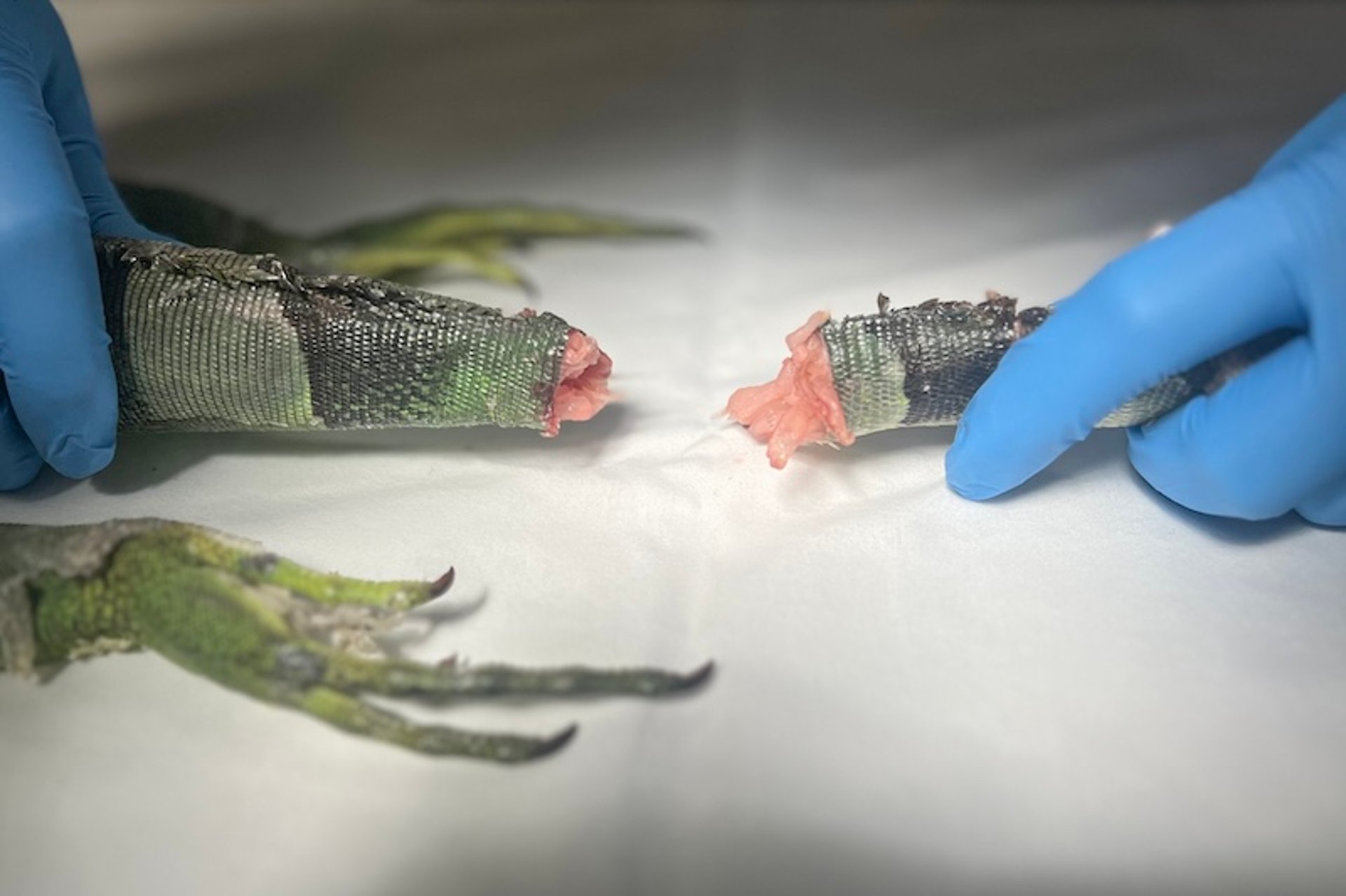 Autotomía de cola, iguana