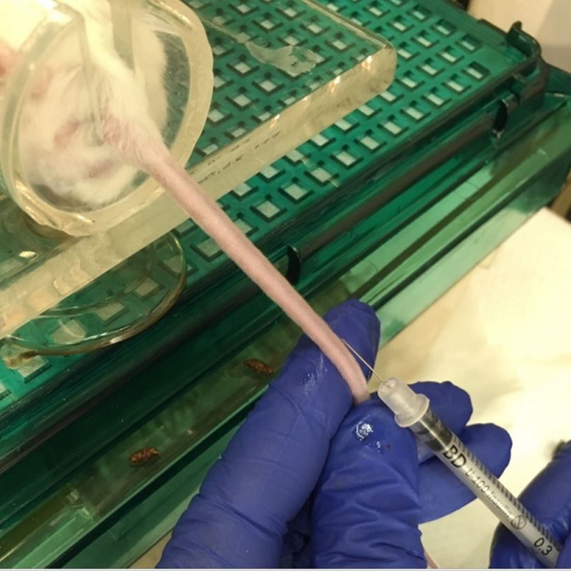 Recolección de sangre de la vena de la cola, ratón