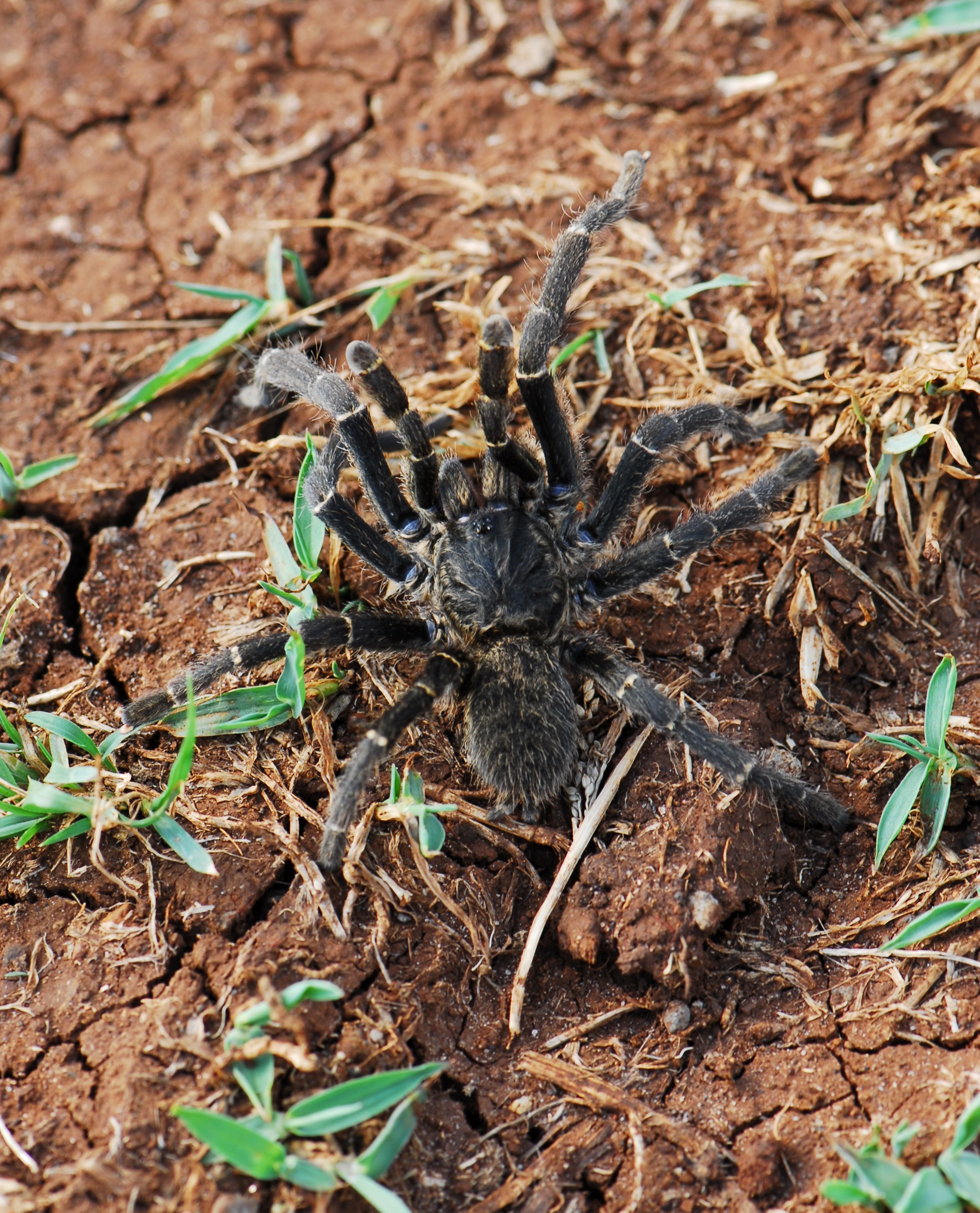 Tarantula