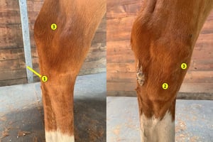 Sitios de bloqueo de las articulaciones tarsianas, caballo