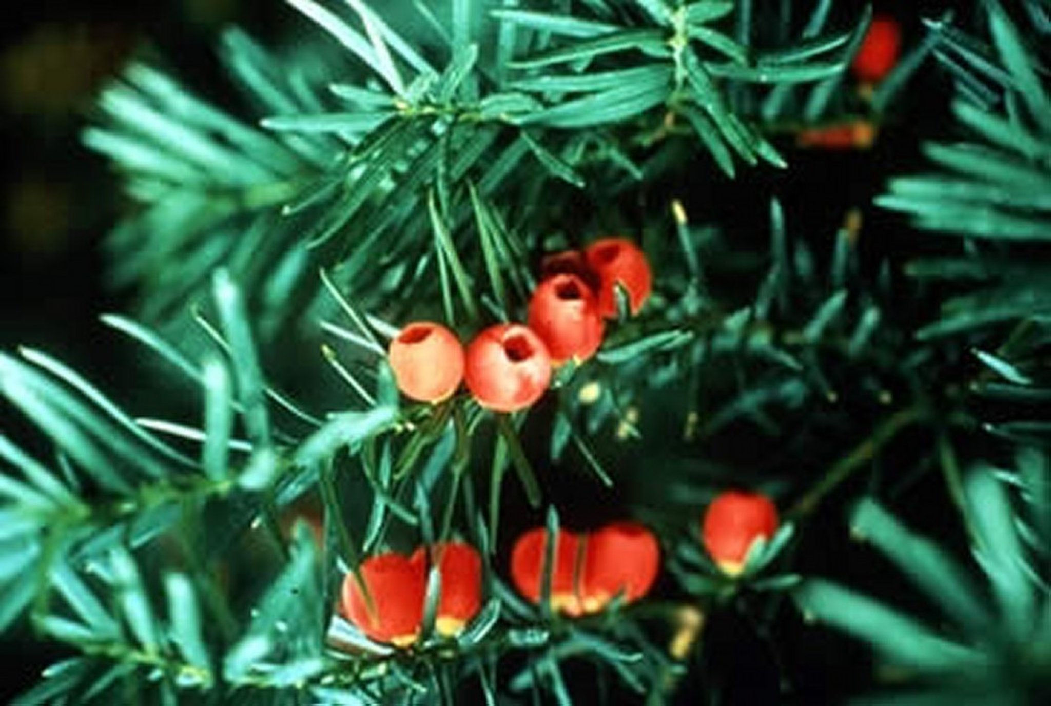 <i >Taxus</i> spp (tejo)