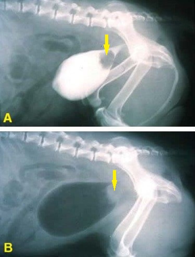 Carcinoma de células transicionales, vejiga, radiografías, perro
