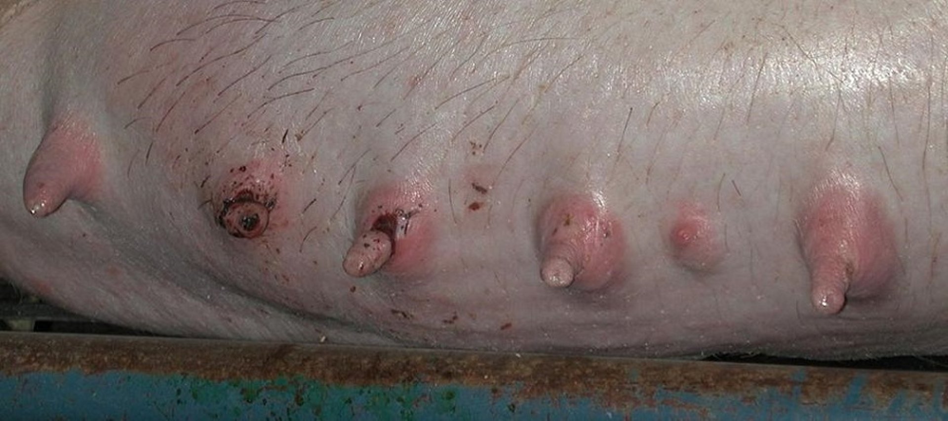 Traumatismo del pezón, cerdo