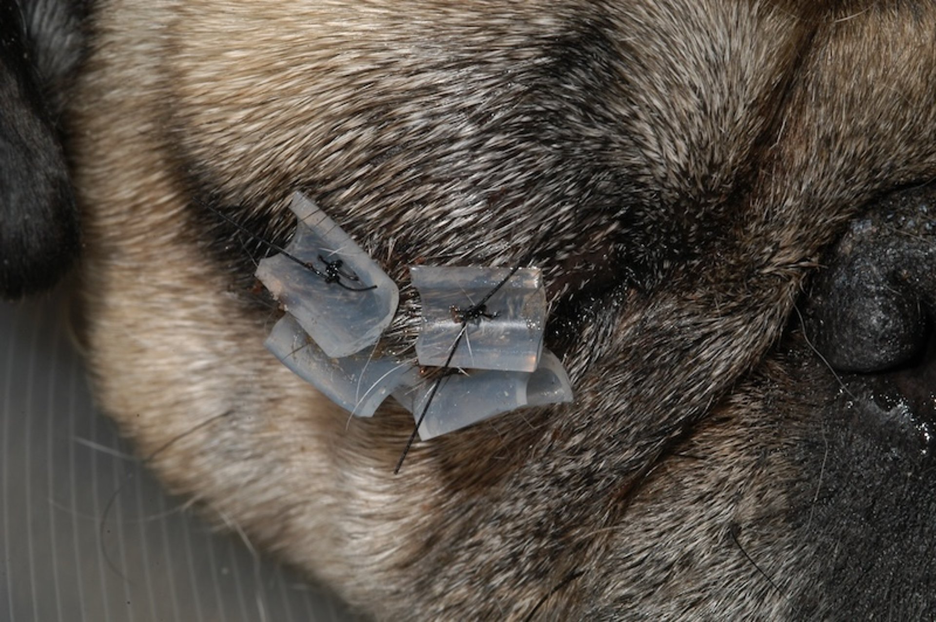 Tarsorrafia temporal para la proptosis, perro