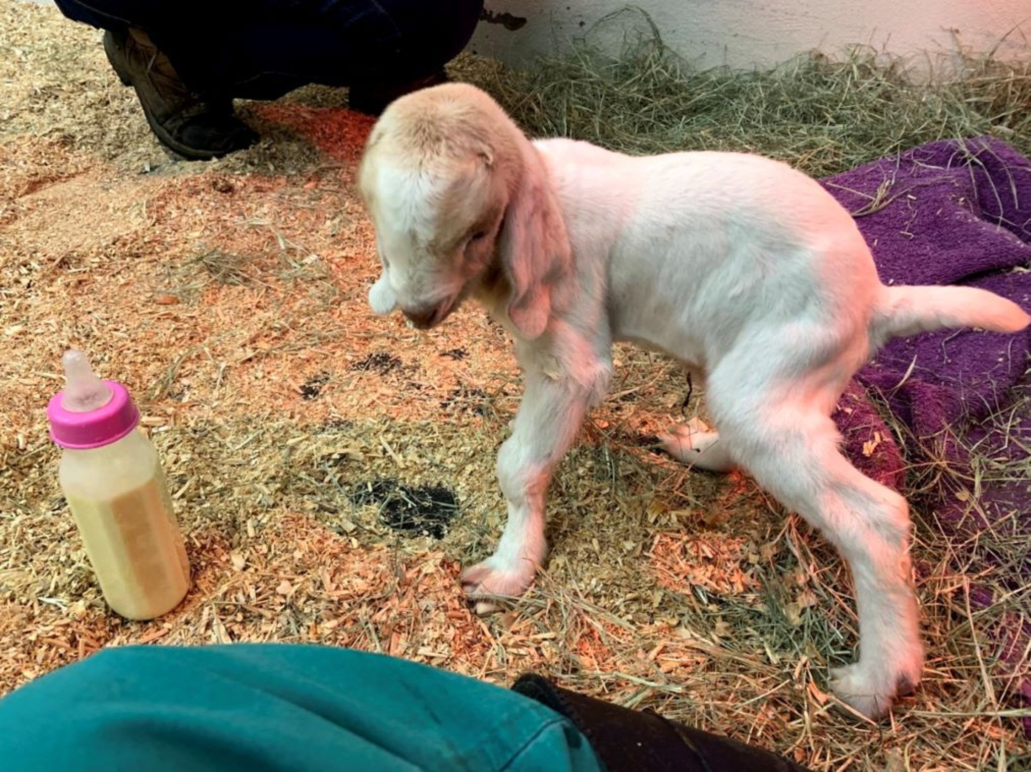Tendon laxity, premature goat kid