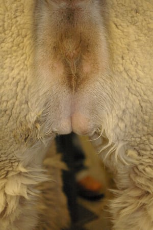 Hipoplasia testicular, alpaca