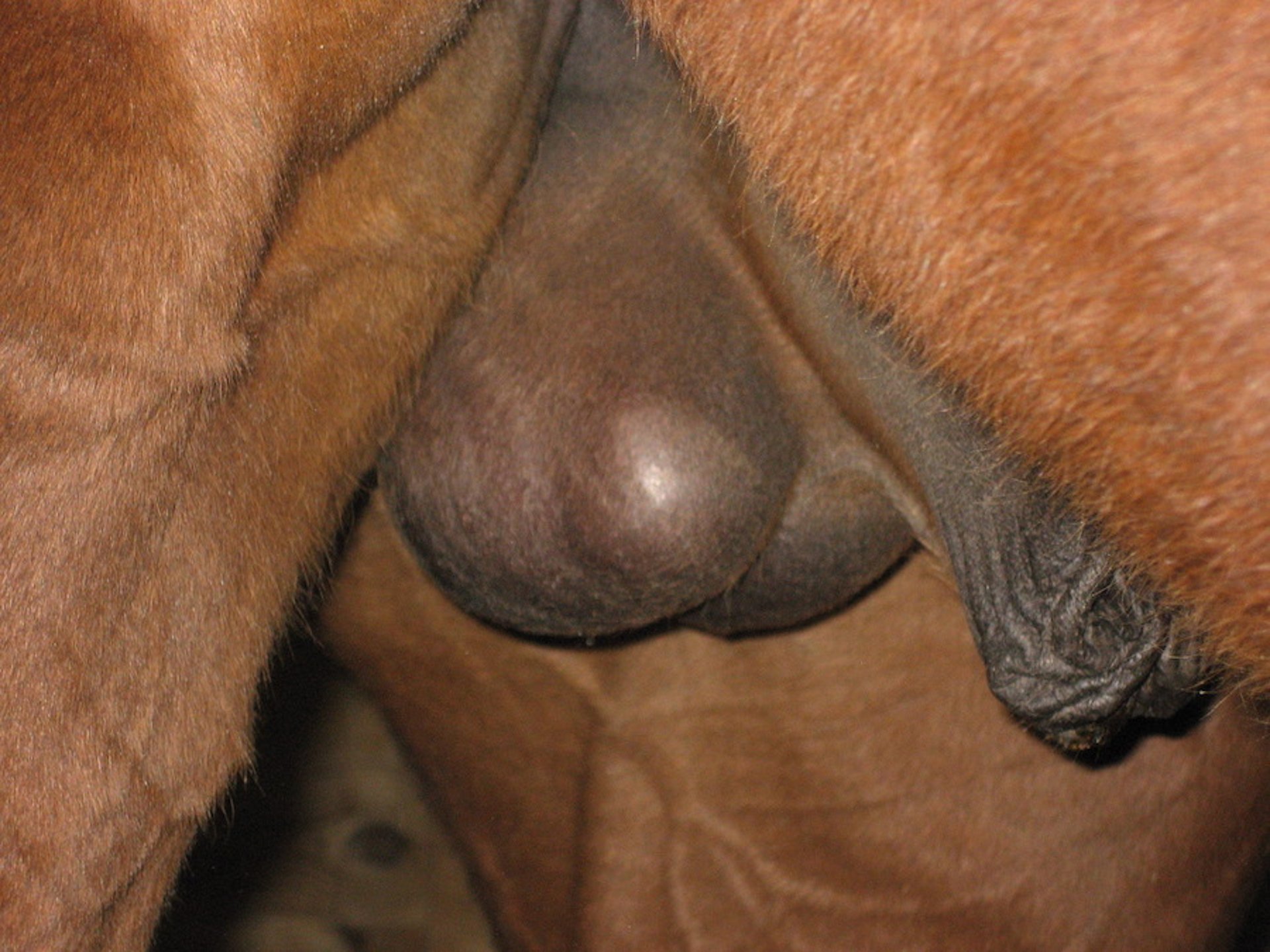 Torsión testicular, semental