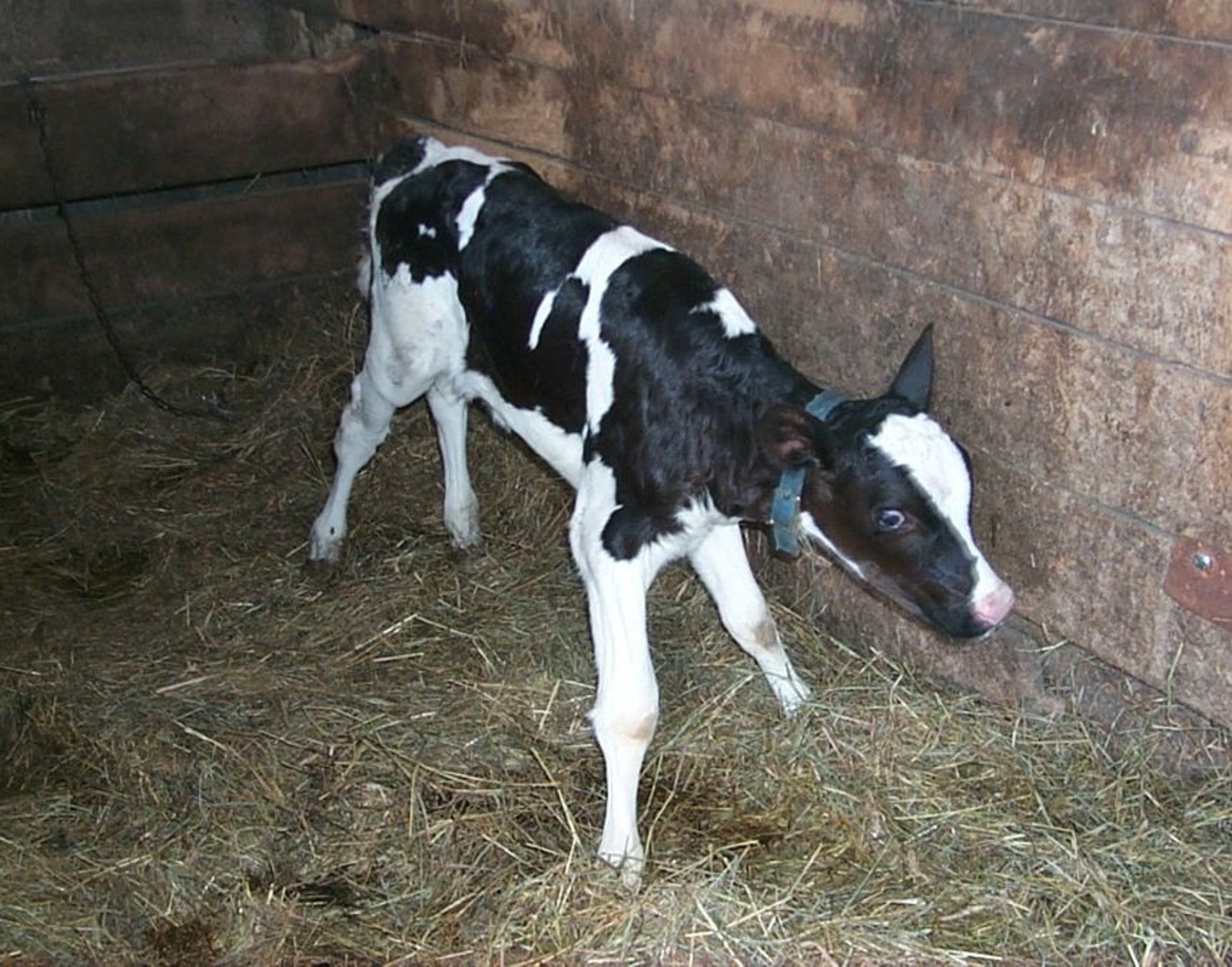 Tetanus, stance, calf