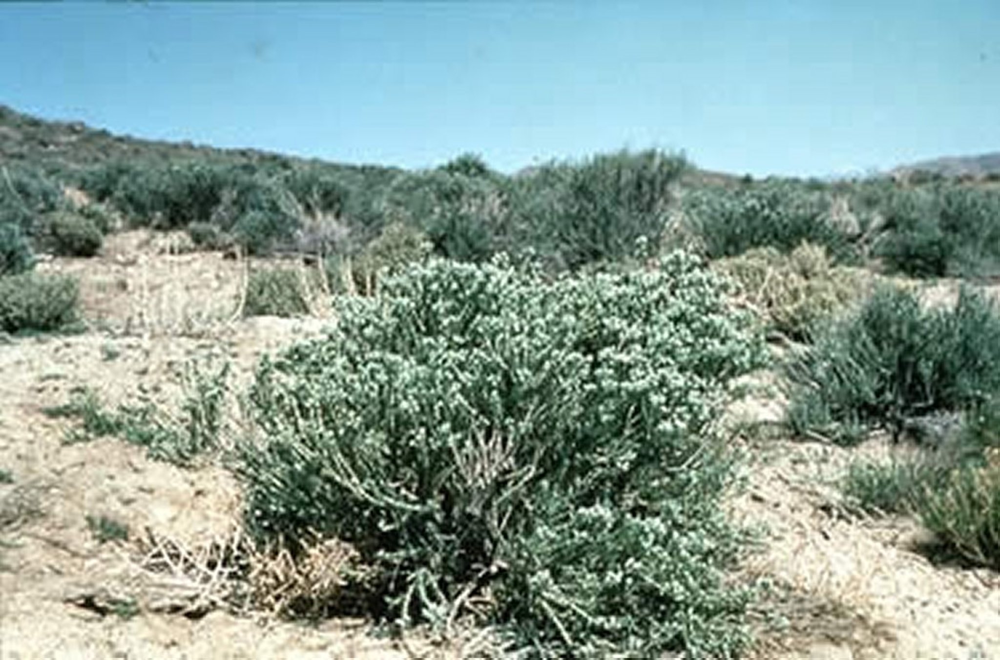 <i >Tetradymia glabrata</i> (arbusto peludo de hoja pequeña)