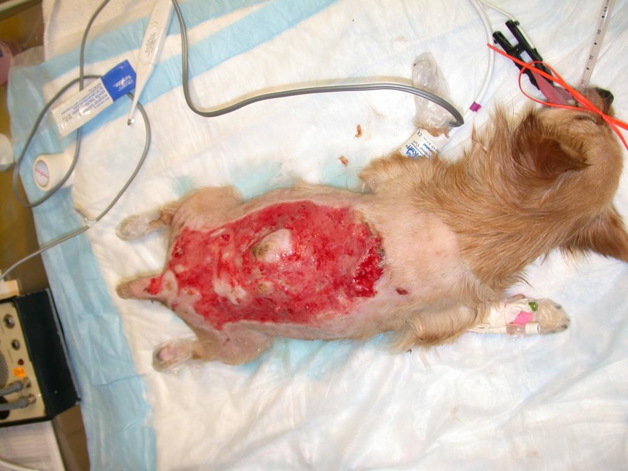 Thermal burn, after debridement, dog