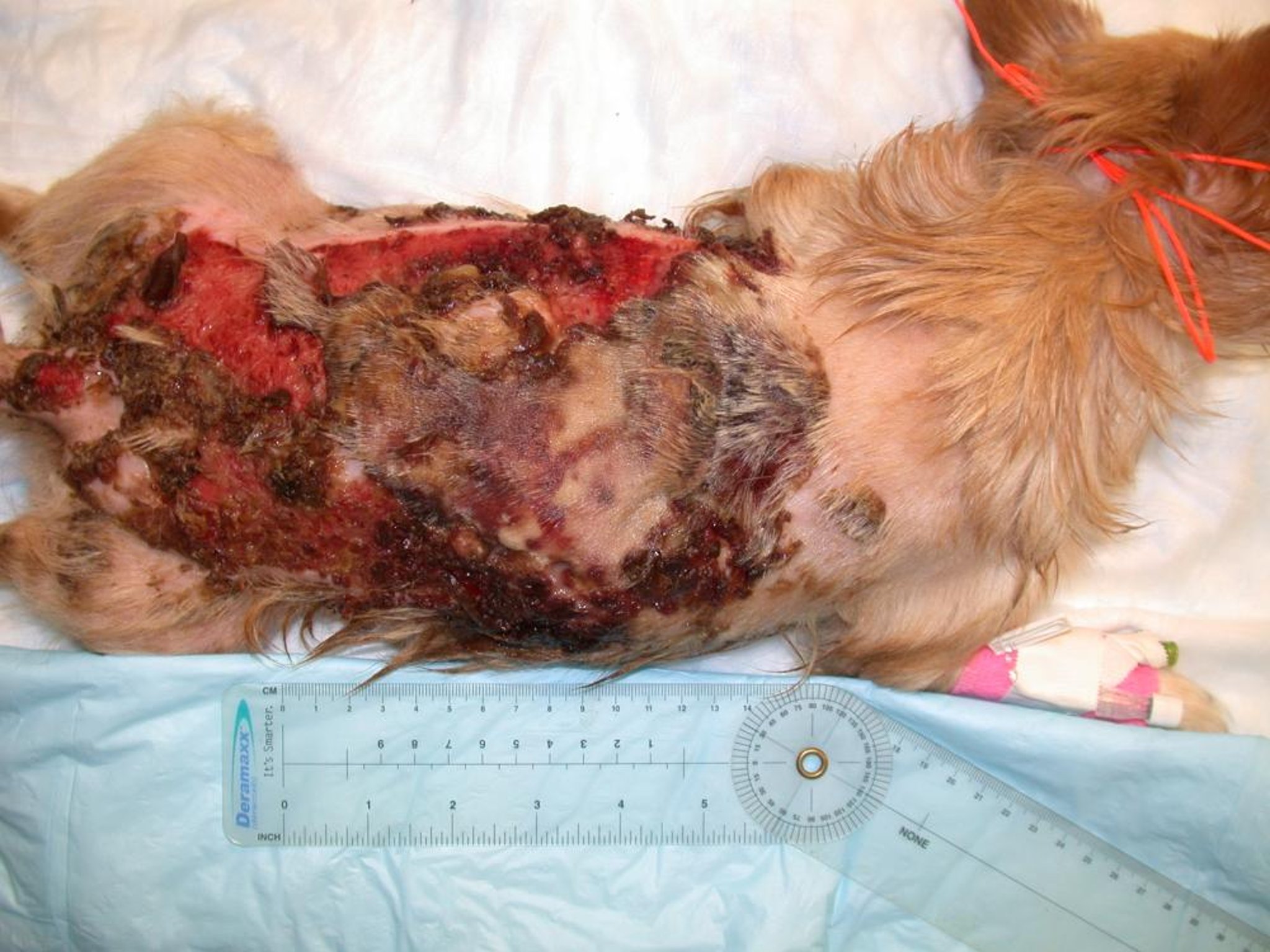 Thermal burn, dog