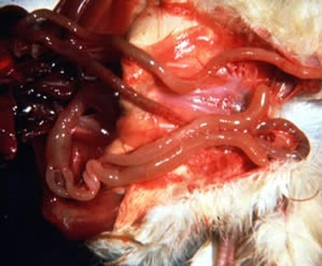 Intestino de paredes delgadas, síndrome de malabsorción, pollito.