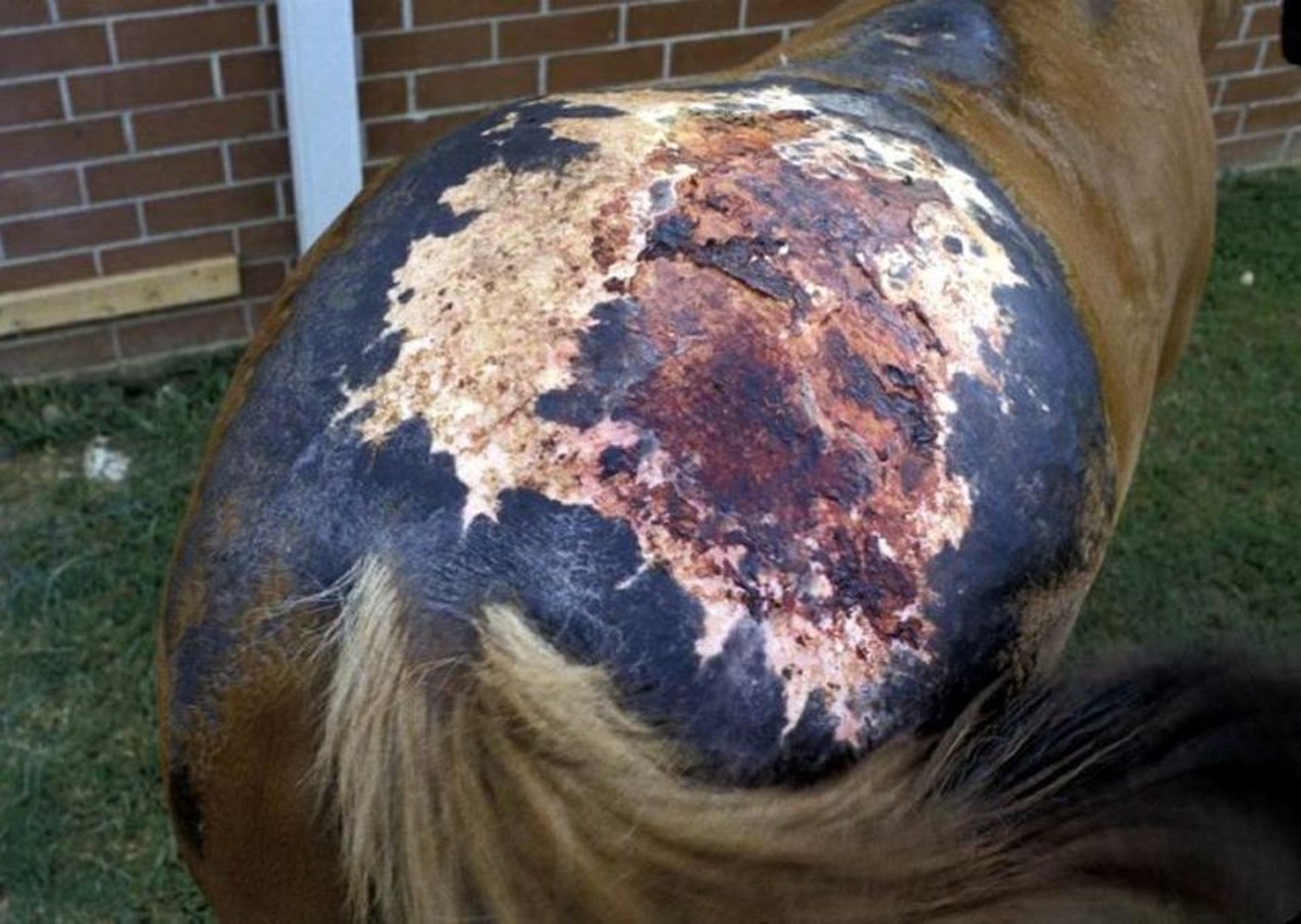 Third-degree burn, horse