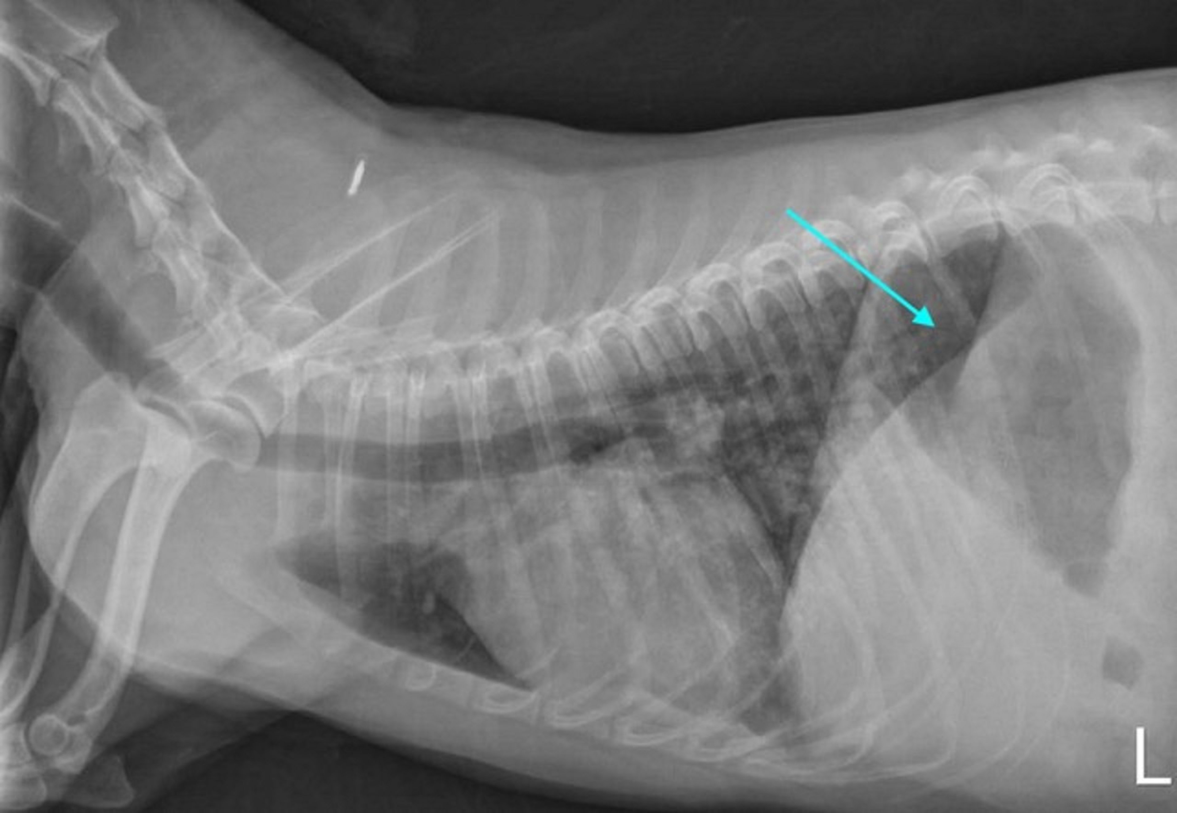 Radiografia torácica, cão com leptospirose, visão lateral esquerda
