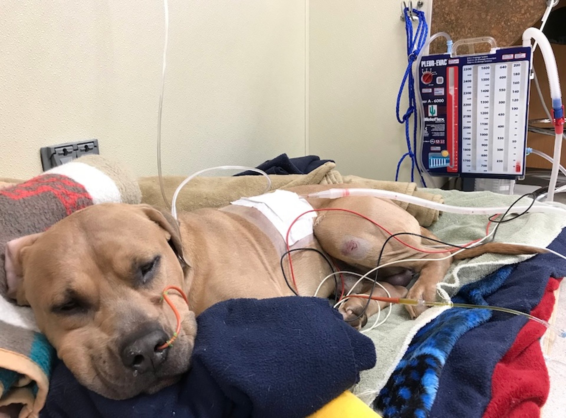 Thoracostomy tube, dog