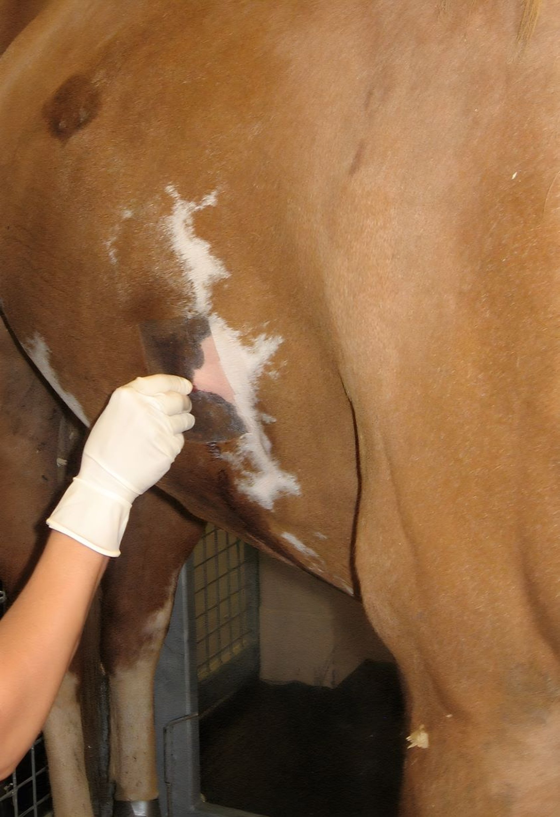 Thoracostomy tube incision, horse