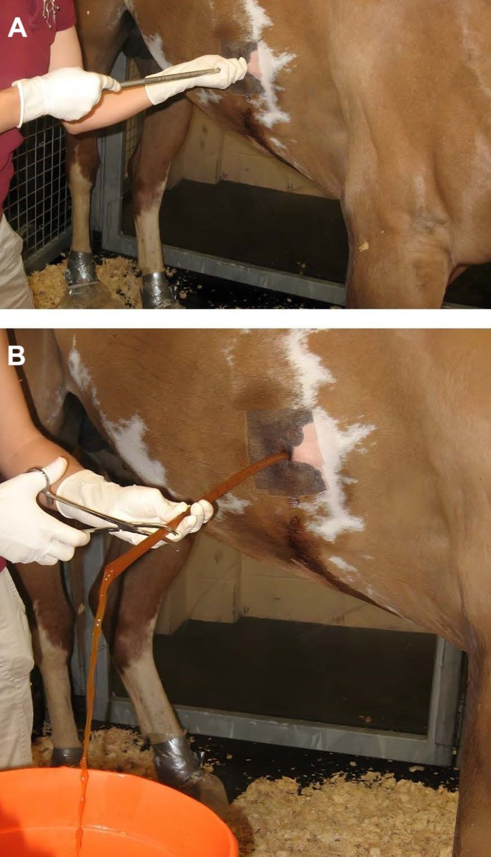 Inserção de tubo de toracostomia, cavalo