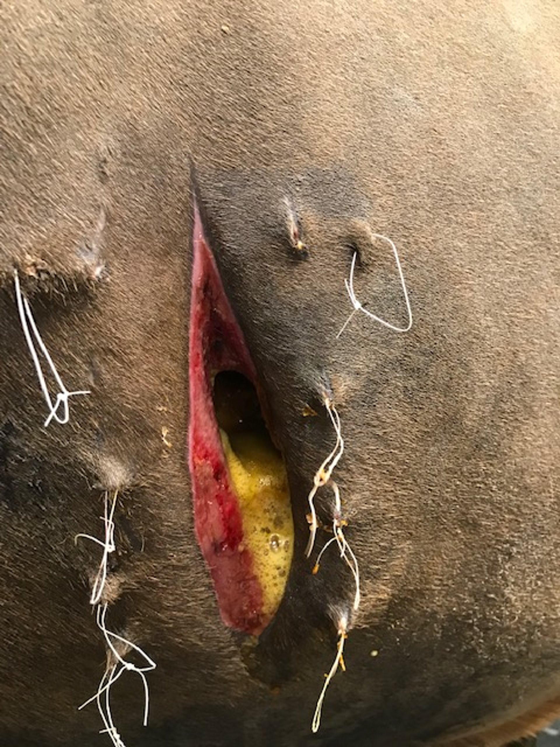 Thoracotomy site, horse