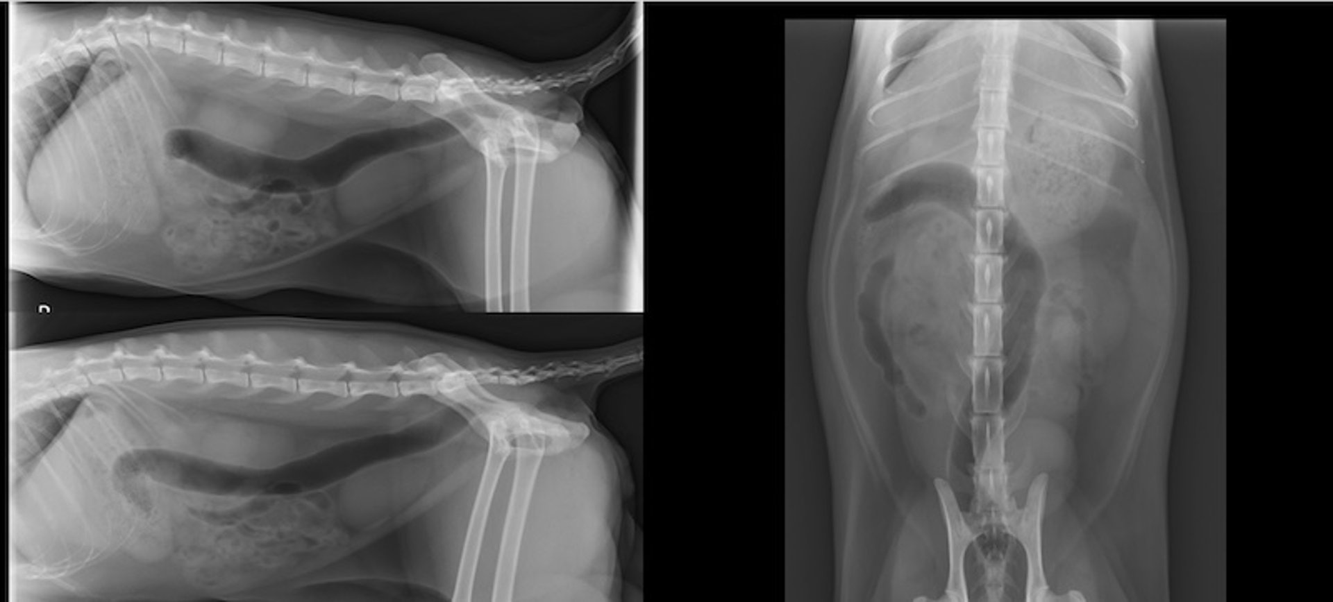 Three-view radiographs, abdomen, cat