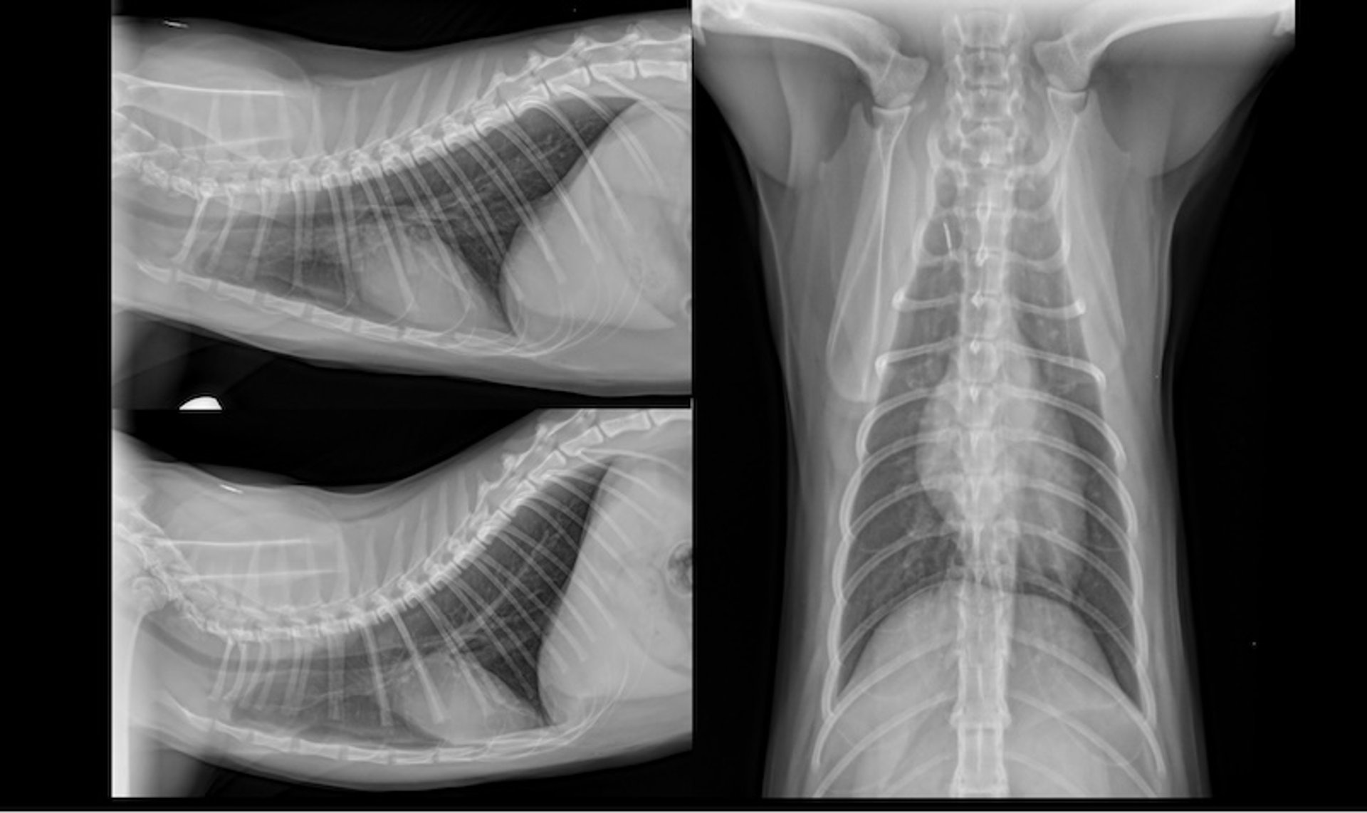 Three-view radiographs, thorax, cat