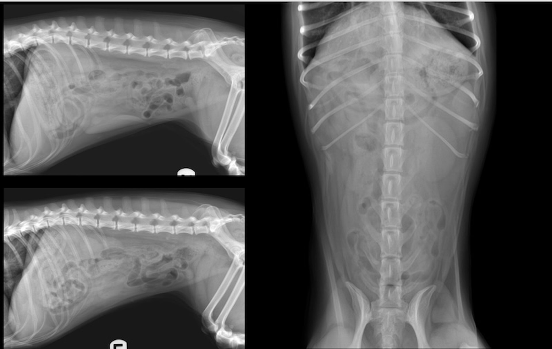 Three-view radiographs, abdomen, dog