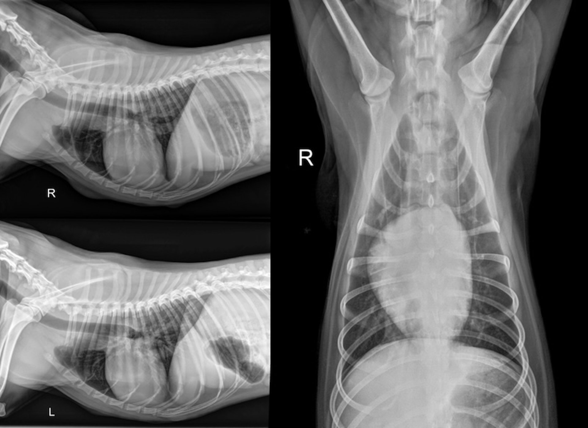Three-view radiographs, thorax, dog