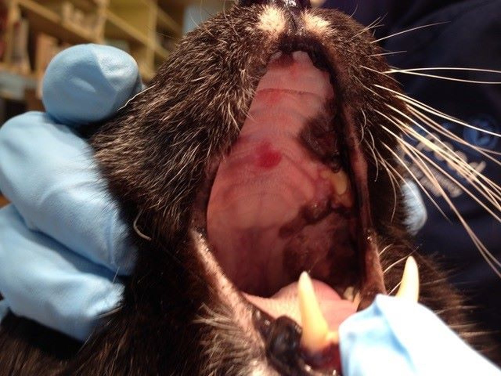 Trombocitopenia, gato