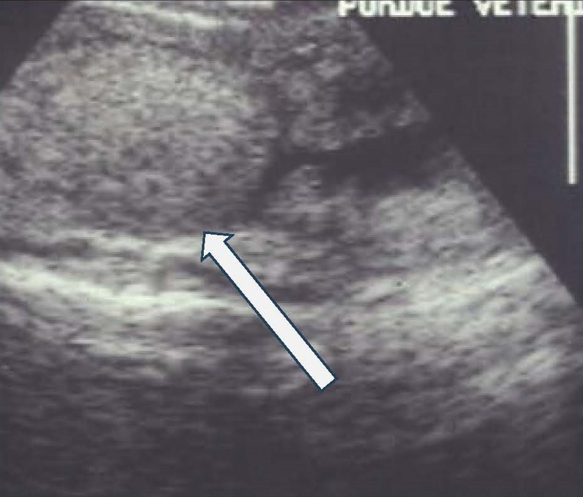 Thyroid adenoma, ultrasonographic image, horse