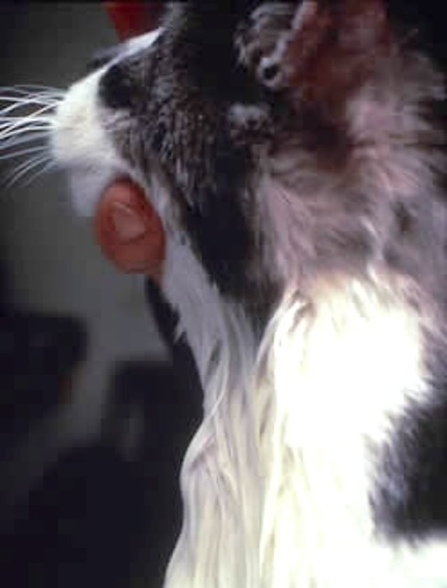 Thyroid nodule, cat