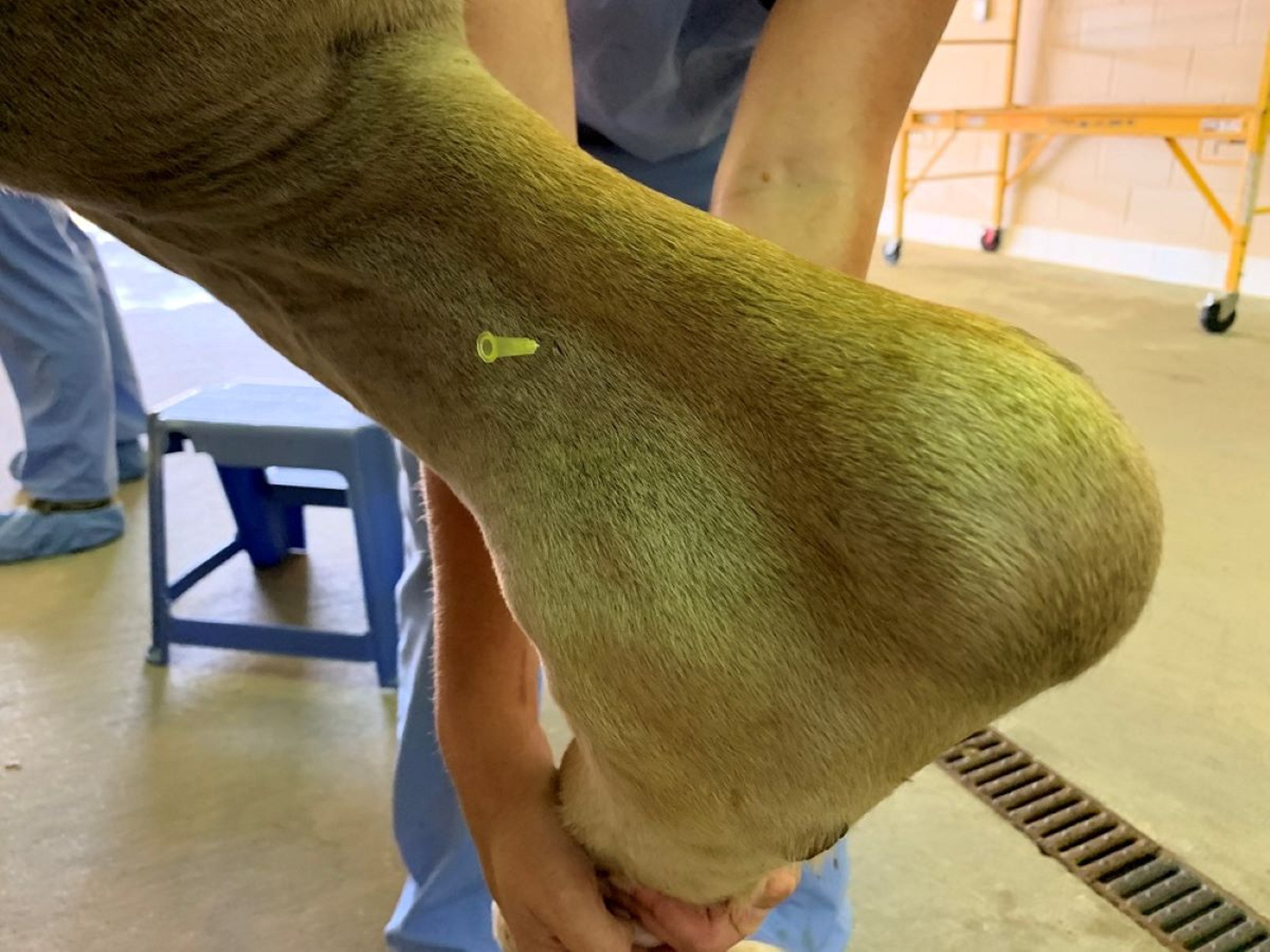Tibial nerve block, horse