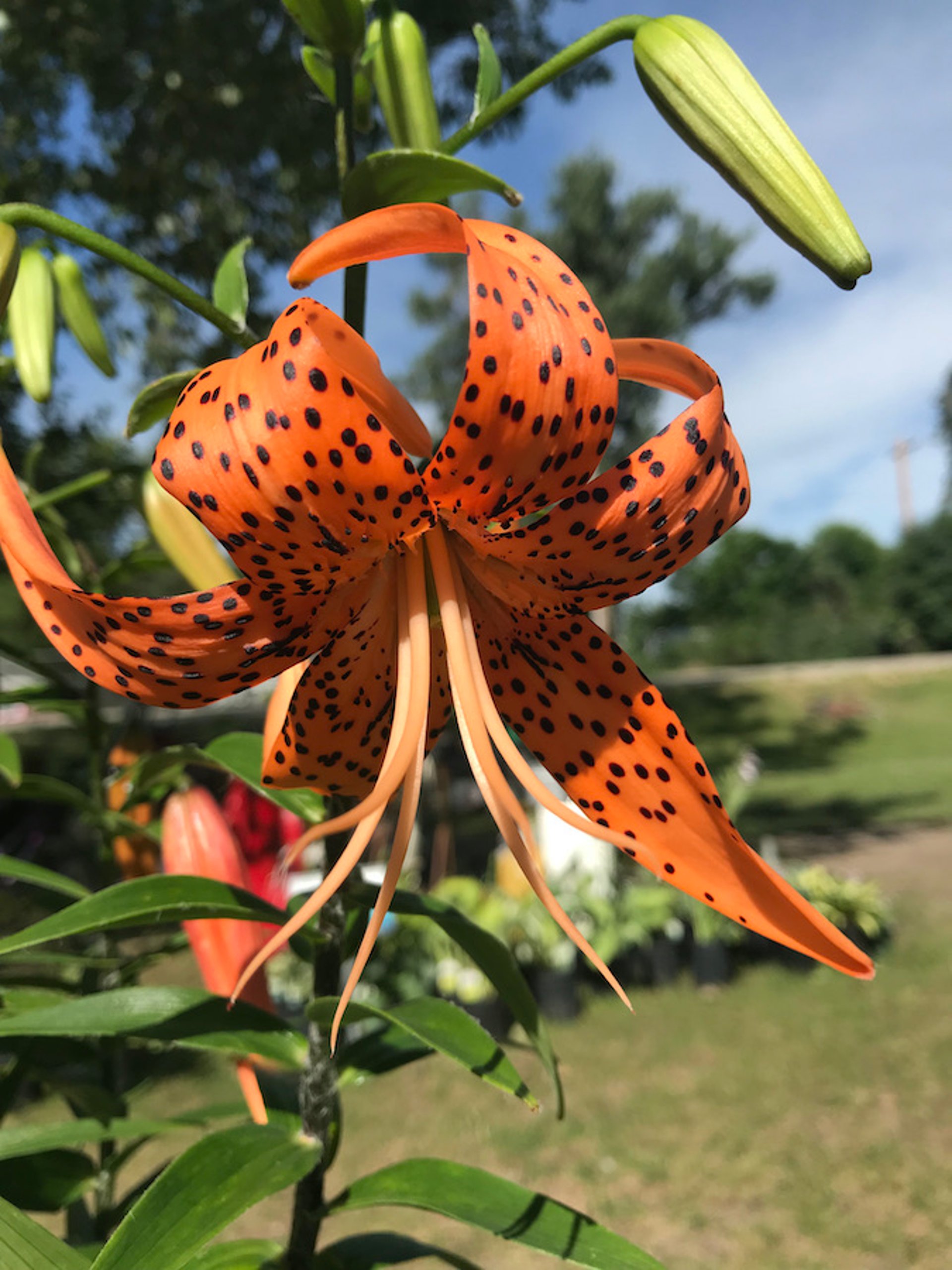 Tiger lily (<i >Lilium</i> spp)