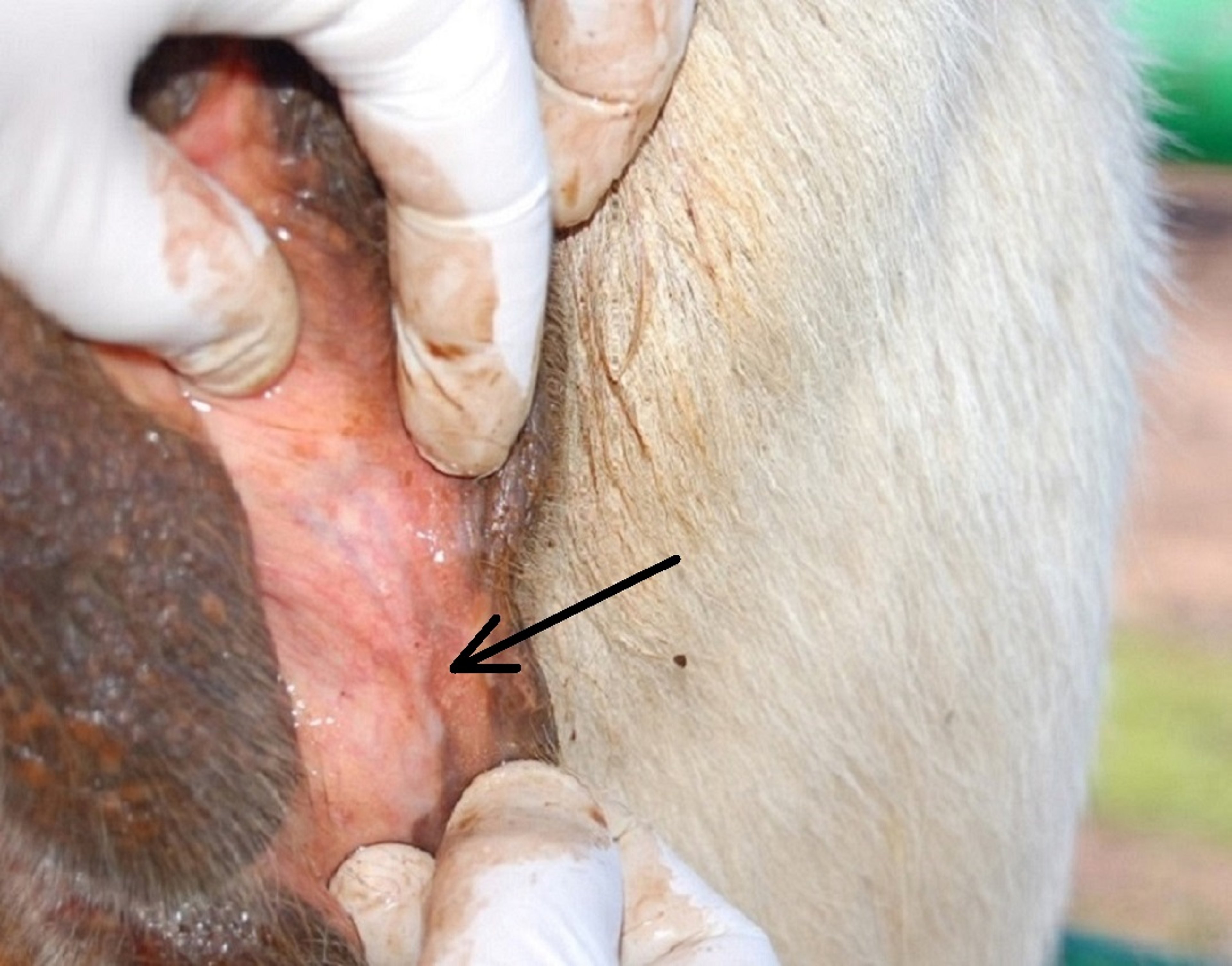 Cistos do tecido, vestíbulo vaginal, vaca