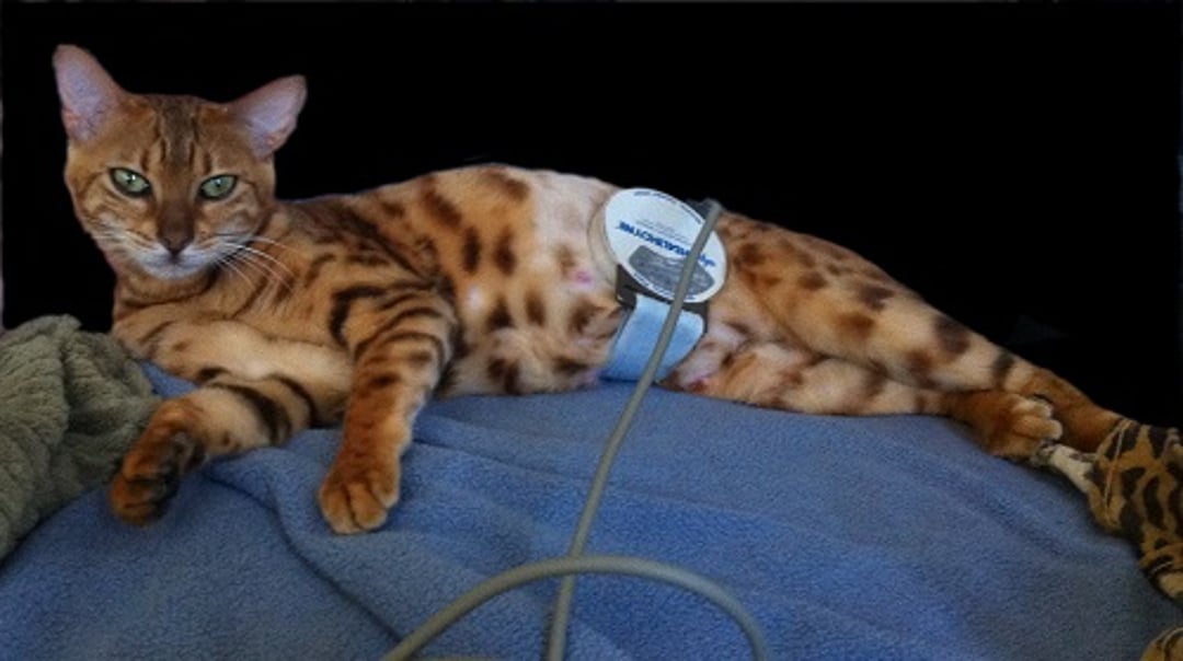 Tocodinamometría, gato