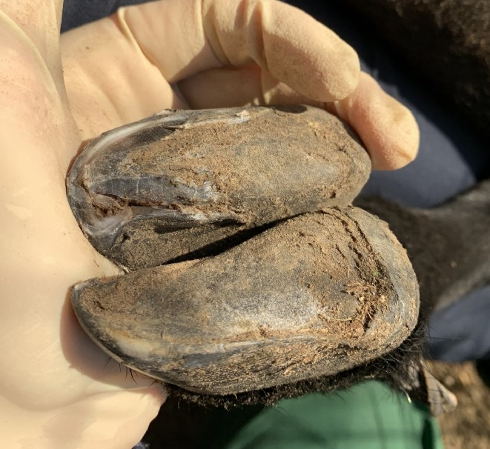 Laminitis séptica, ovejas