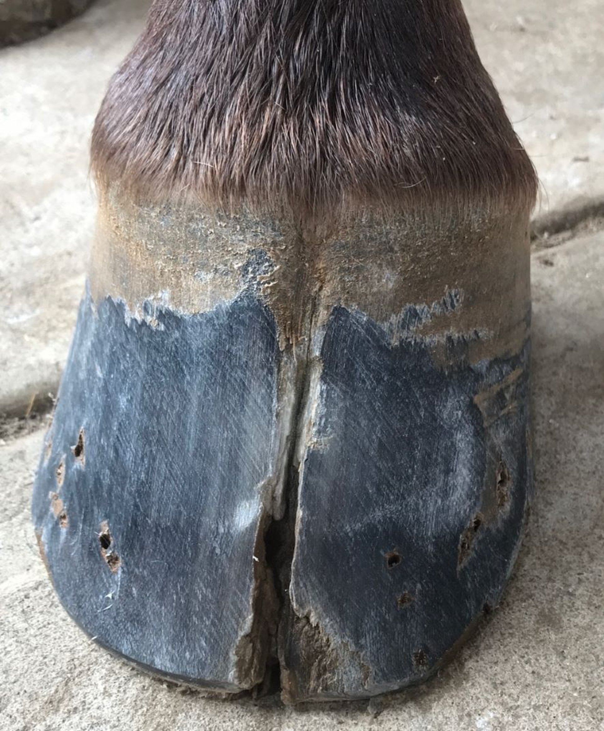 Grieta en la pinza, caballo